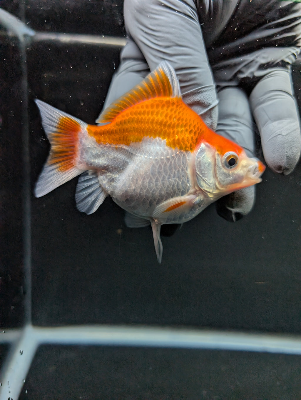 Tamasaba Red White 3"-3.5" in. ID#1009TM1B-006