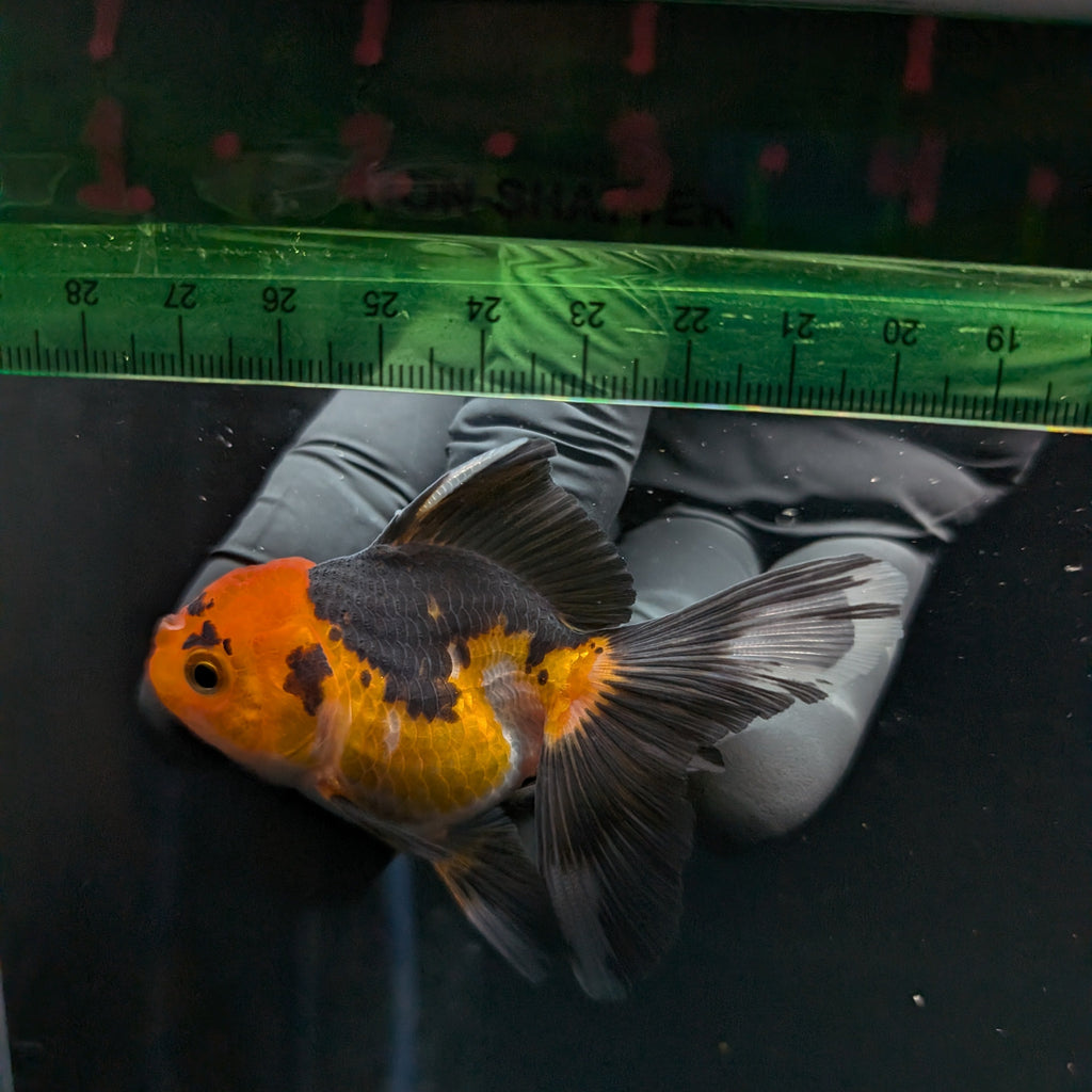 Thai Juvenile Oranda Tricolor 3"-3.5" in.  ID#626T1A-006