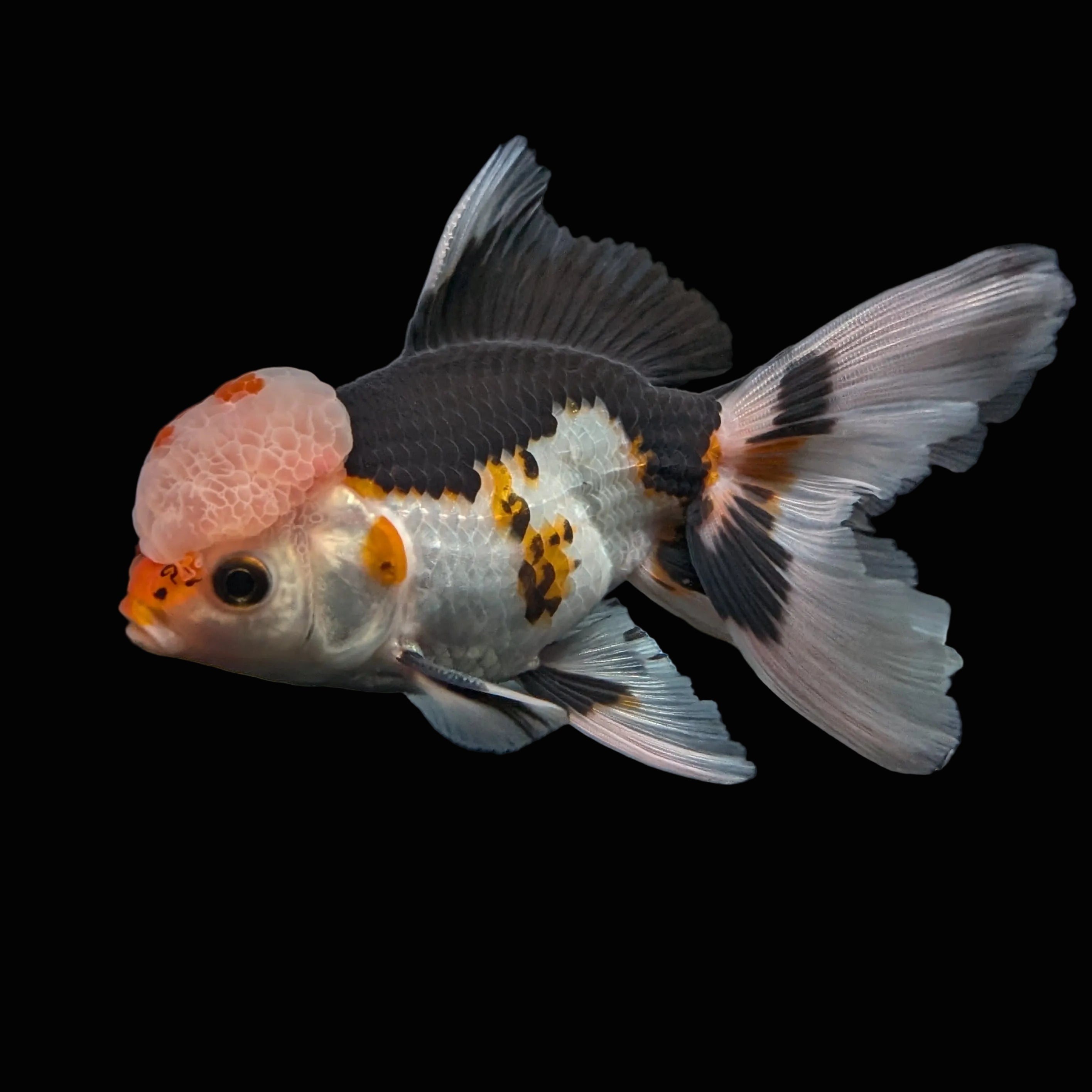 Thai Oranda Tricolor  4.5"-5"  ID#718T5B-003