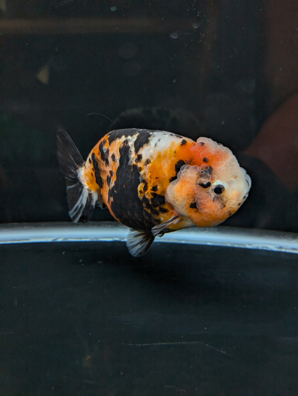 Jumbo Ranchu Milk Cow Calico 4.5"-5" in. ID#814R8A-021
