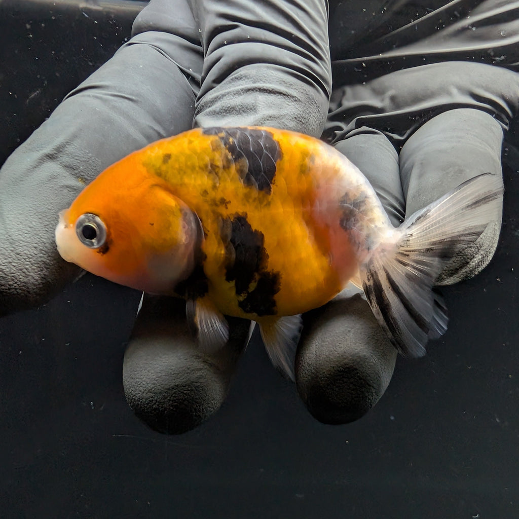 Ranchu Calico 2.5"-3" in. ID#717R4A-010