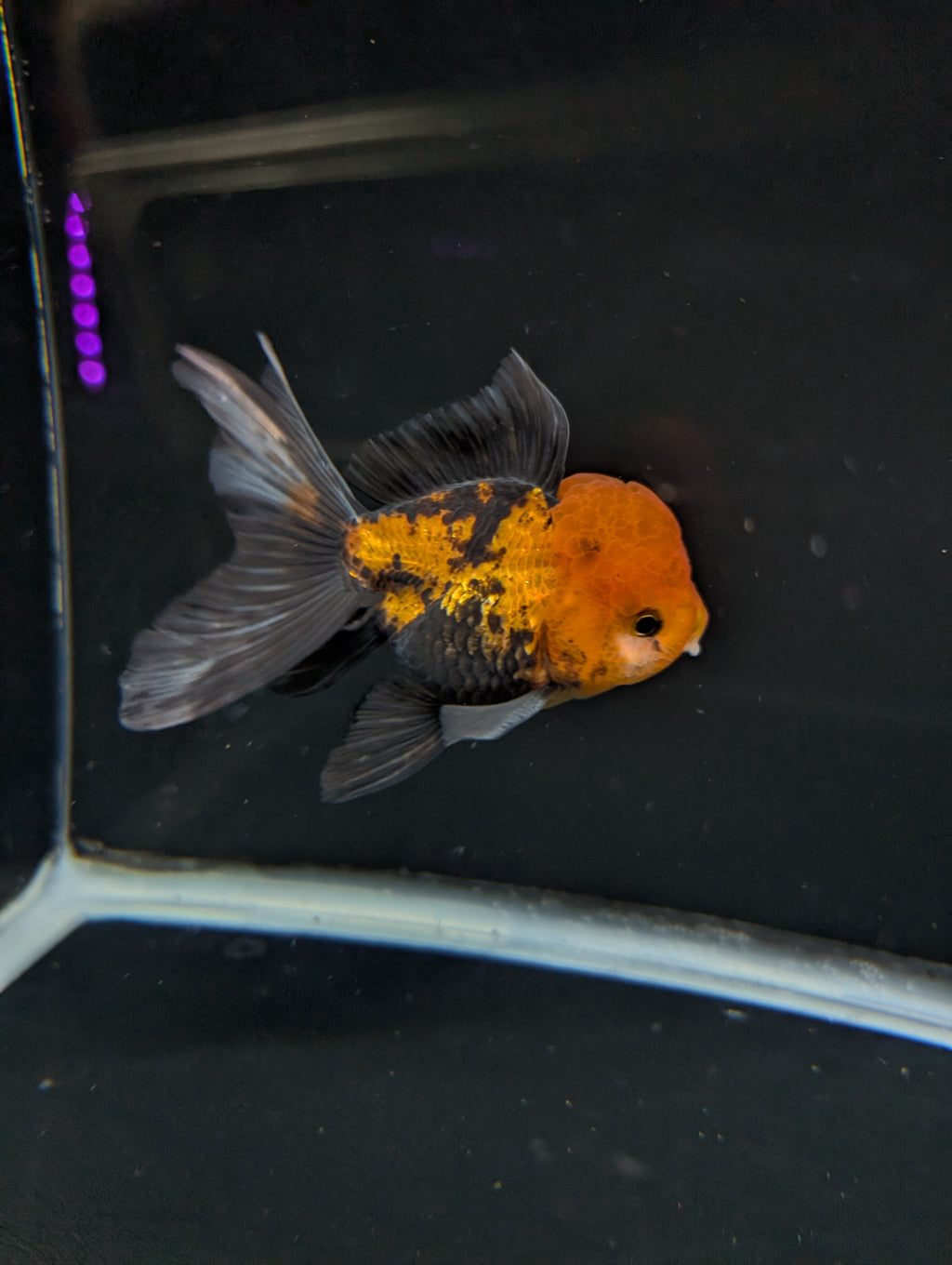 Thai Oranda Tricolor 4"-4.5"in.  ID#1023T1A-027