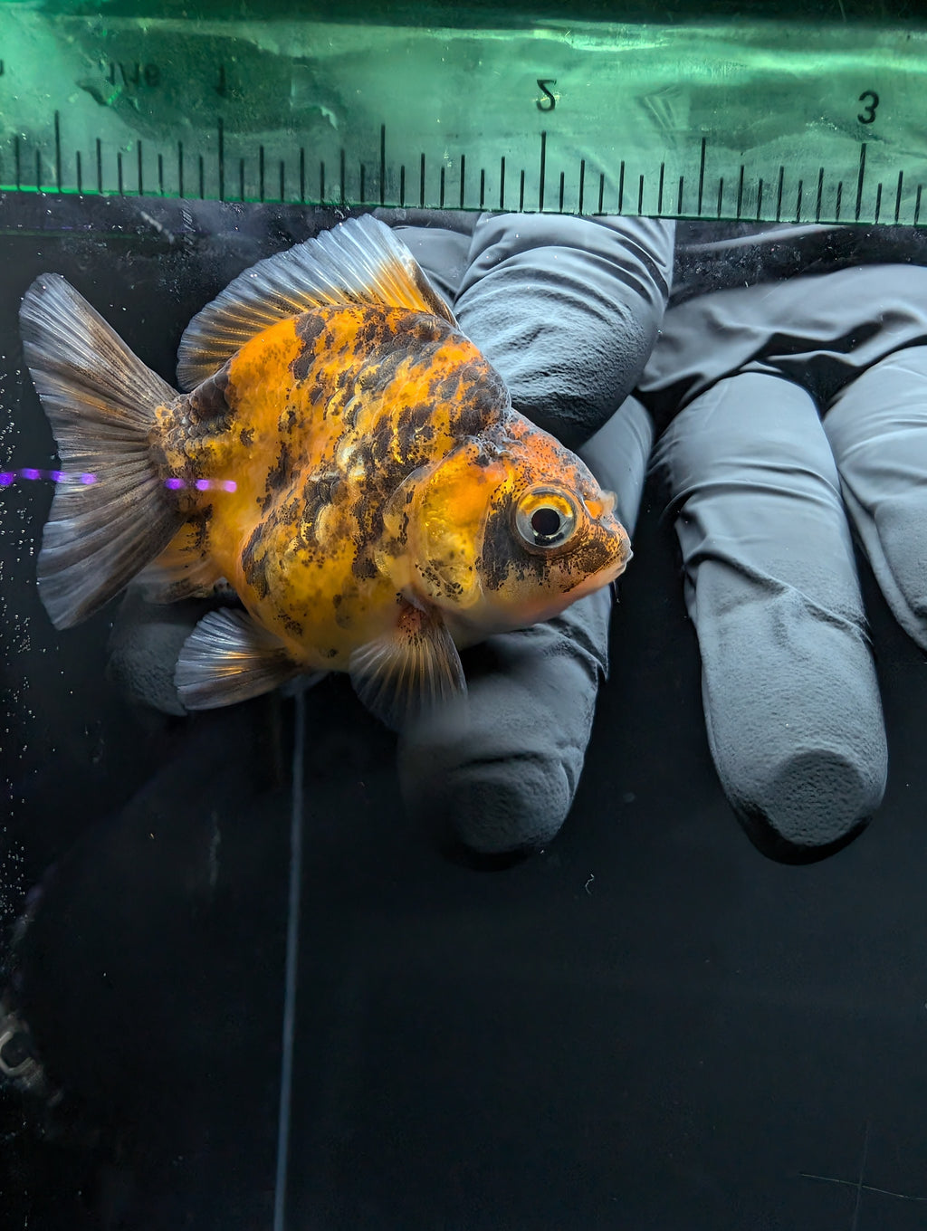 Baby Thai Shogun Oranda Tiger Calico 2"-2.5" in. ID#1016BSG11A-005