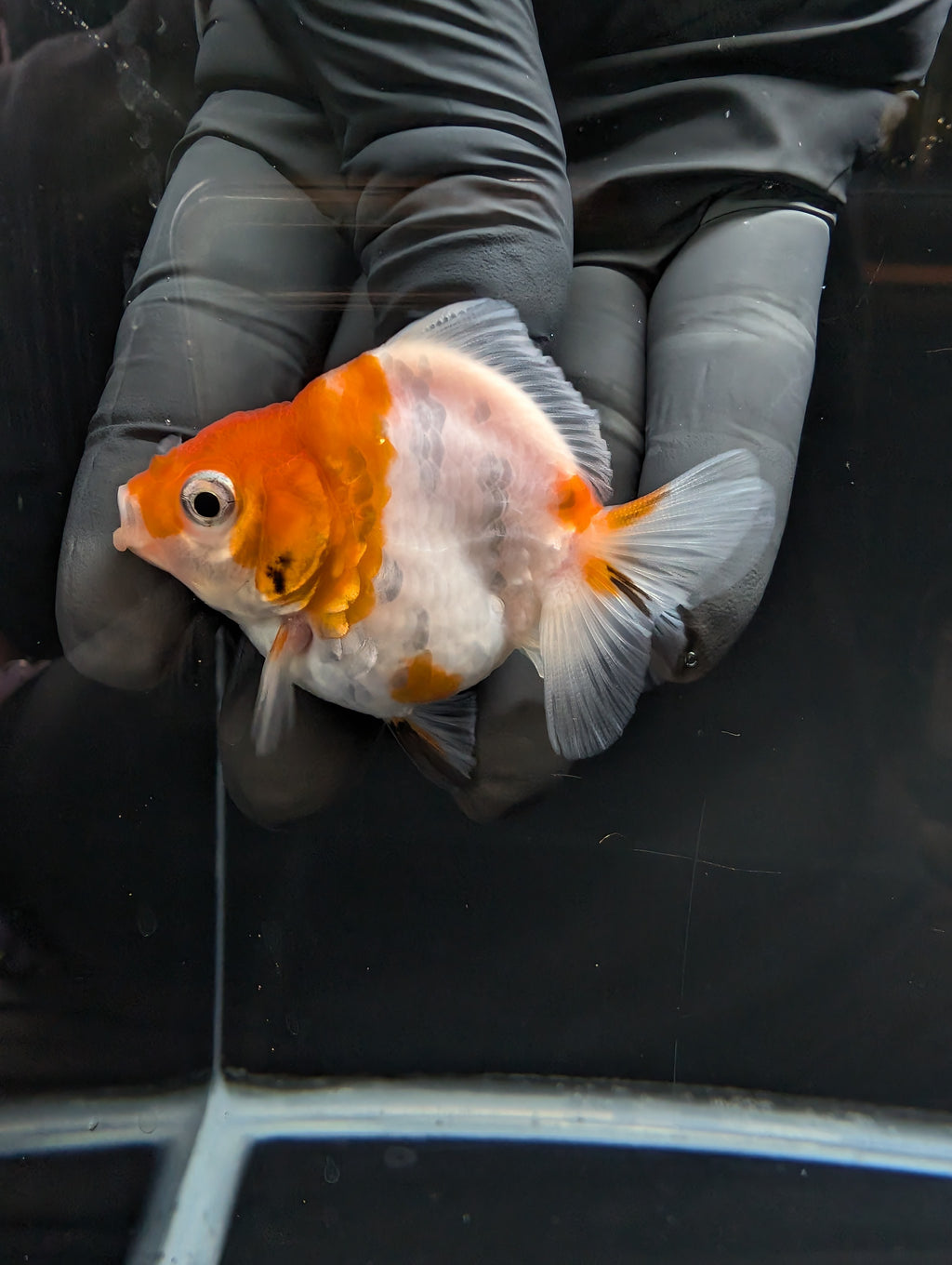 Baby Thai Shogun Oranda Sakura 2"-2.5" in. ID#1023BSG11A-022