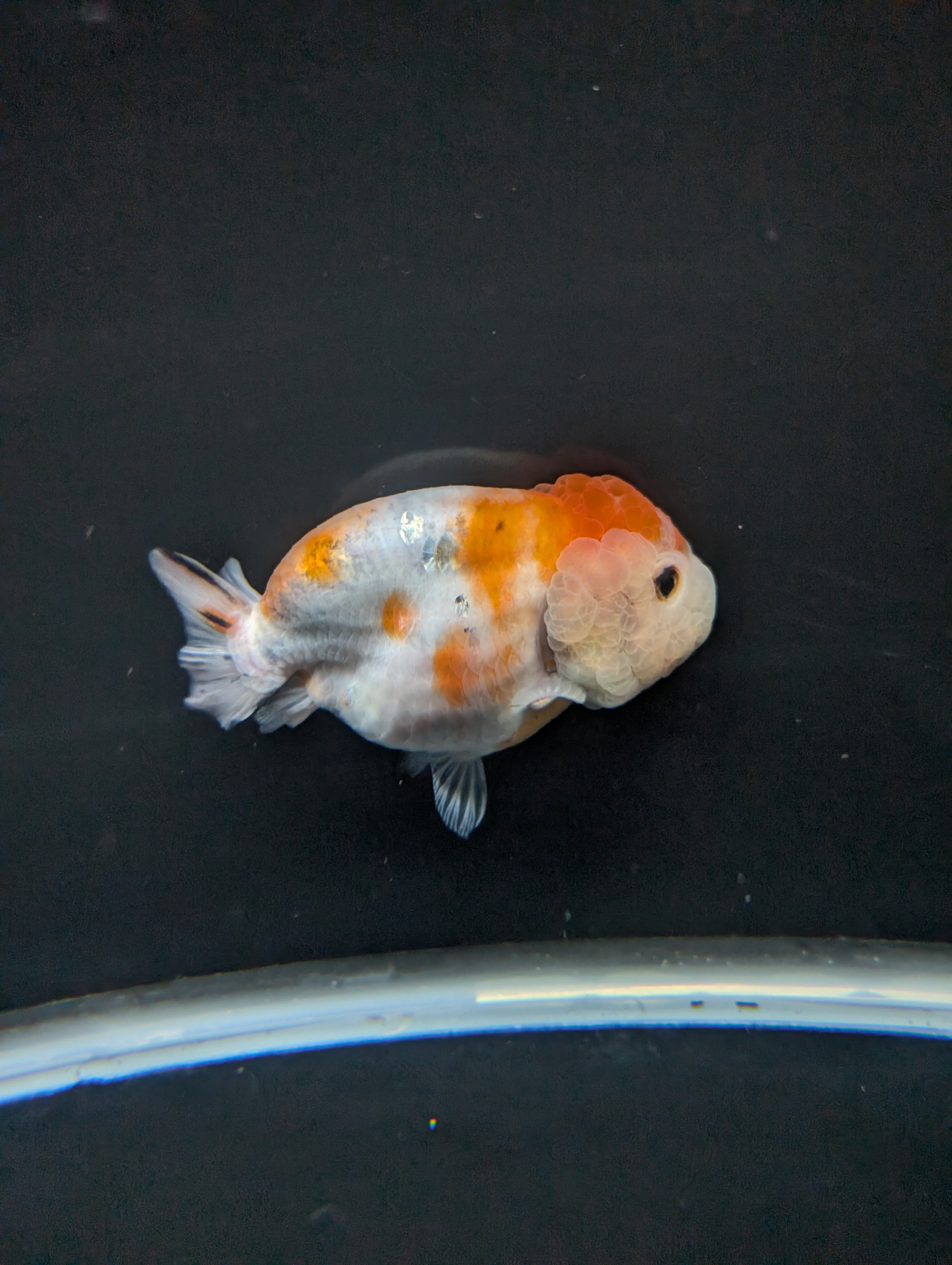 Jumbo Ranchu Sakura 4.5"-5" in. ID#828R8A-054