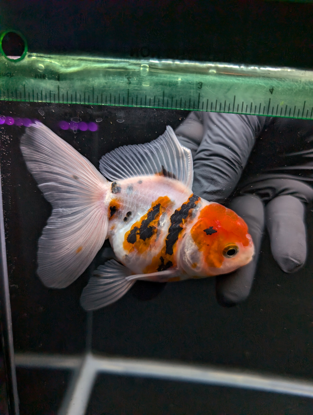 Thai Oranda White Tiger Calico 4"-4.5"in.  ID#1016T1A-002