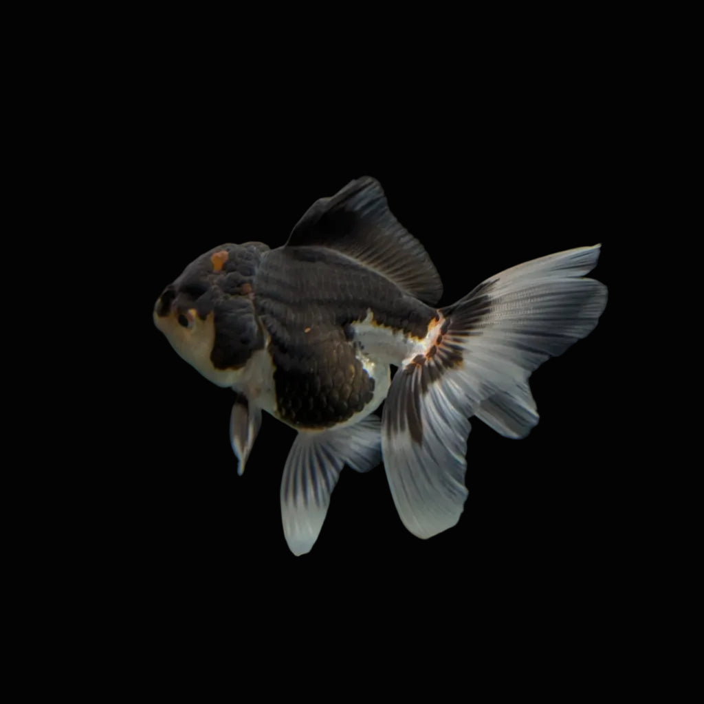 Juvenile Oranda Panda 3.5"-4" in.  ID#320T13b-004