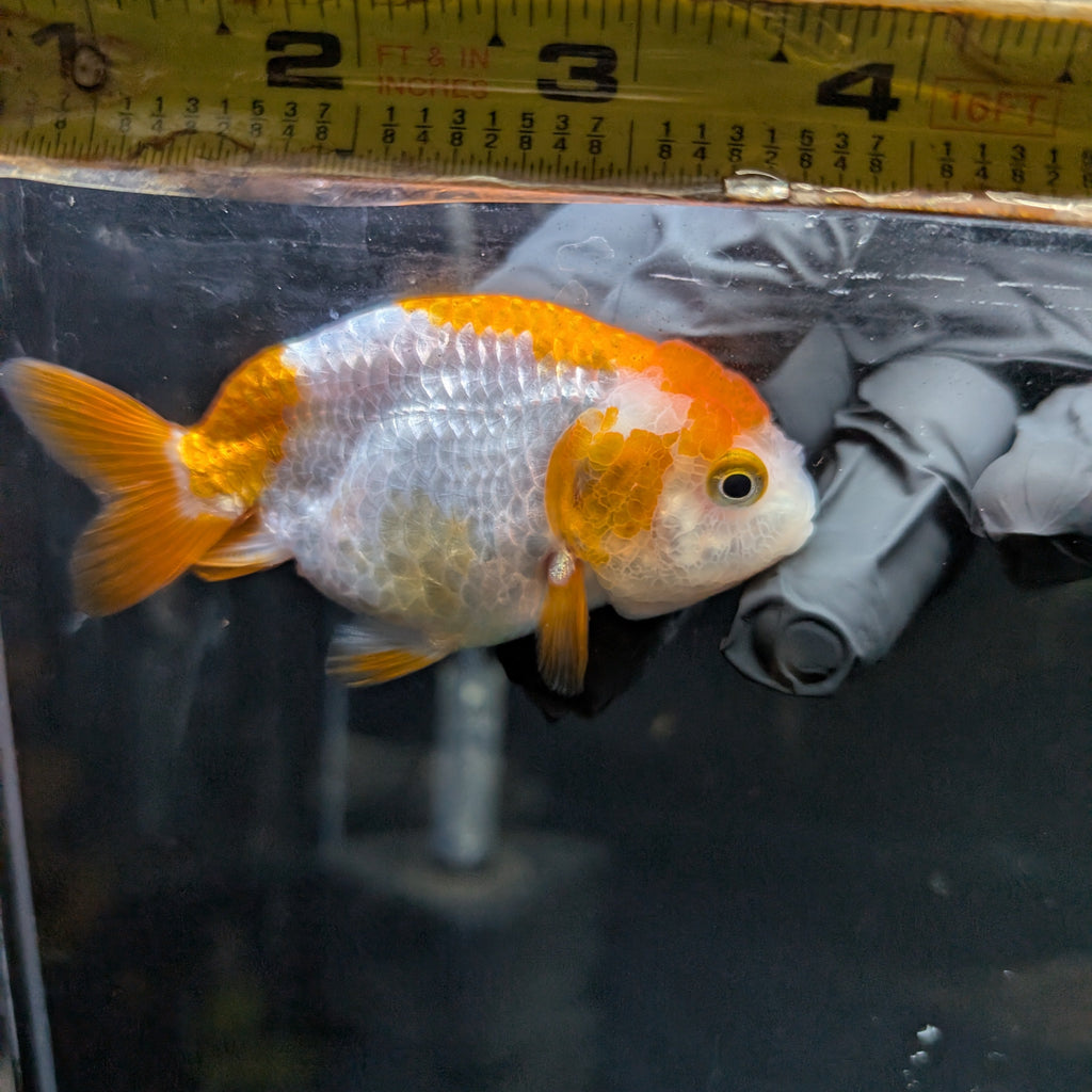 Ranchu Red White 3"-3.5" in. ID#417R13A-008