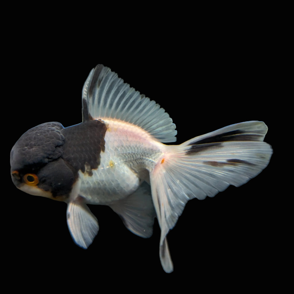 Juvenile Oranda Panda 3.5"-4" in.  ID#403T8A-008
