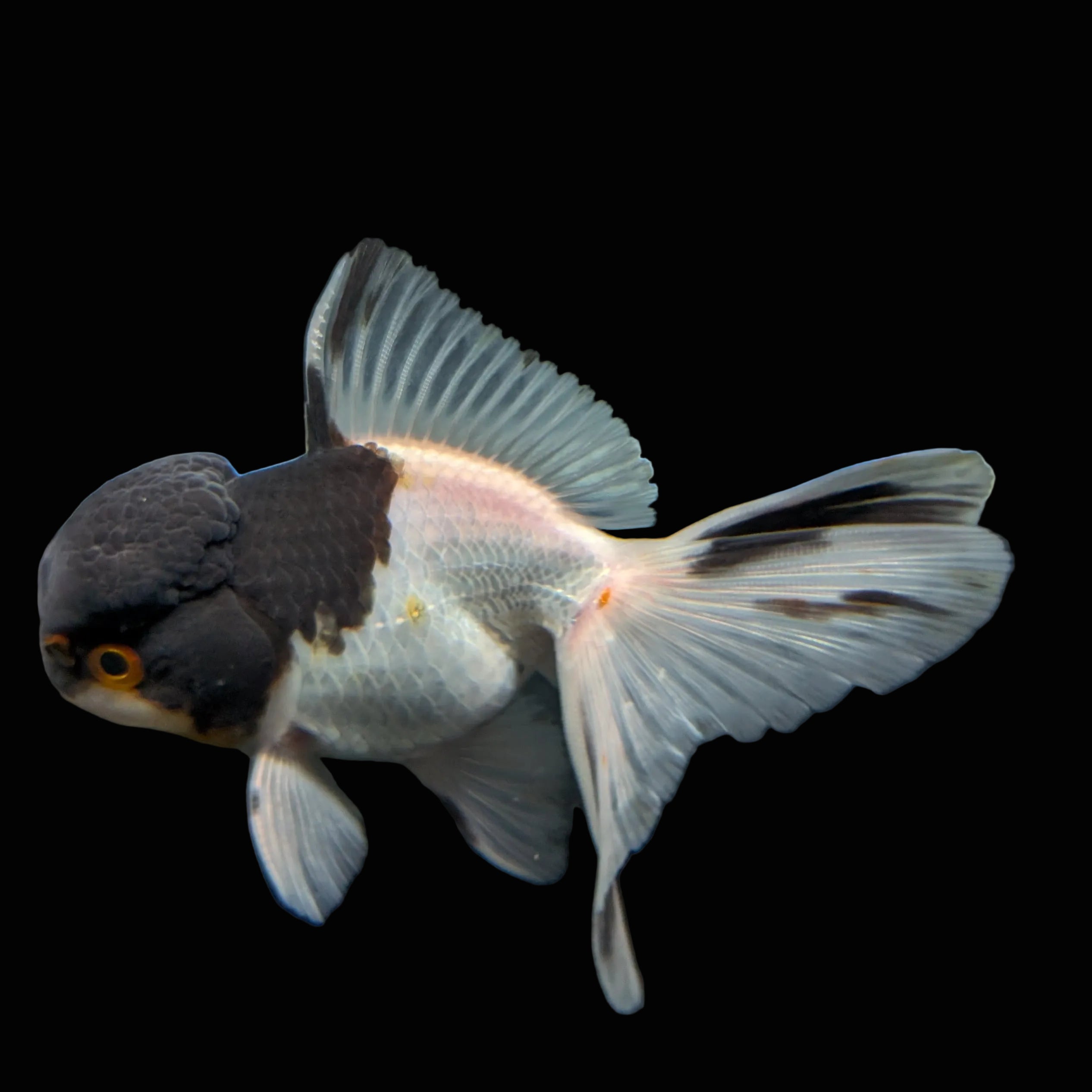 Juvenile Oranda Panda 3.5"-4" in.  ID#403T8A-008