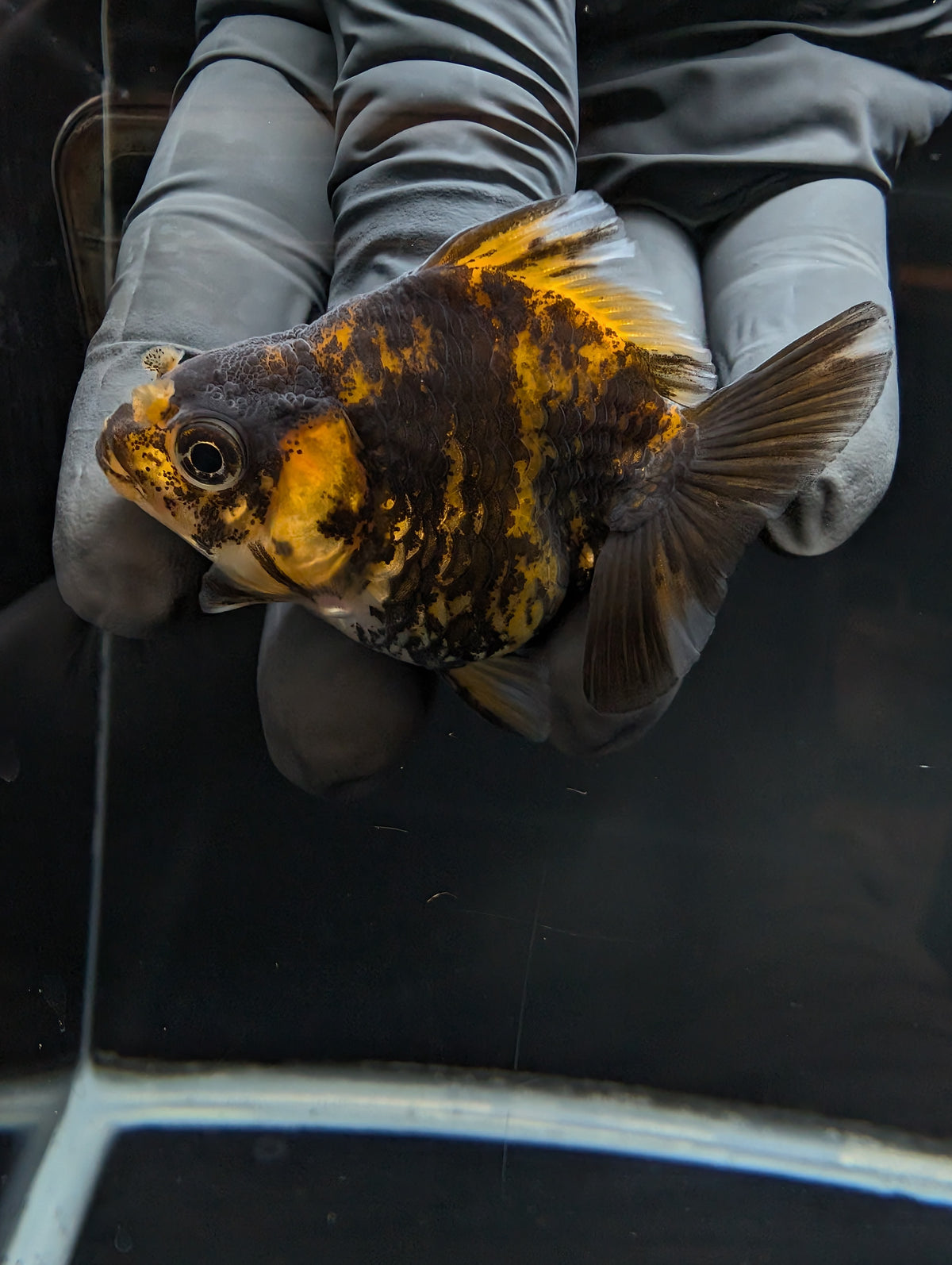 Baby Thai Shogun Oranda Tiger Calico 2"-2.5" in. ID#1023BSG11A-024