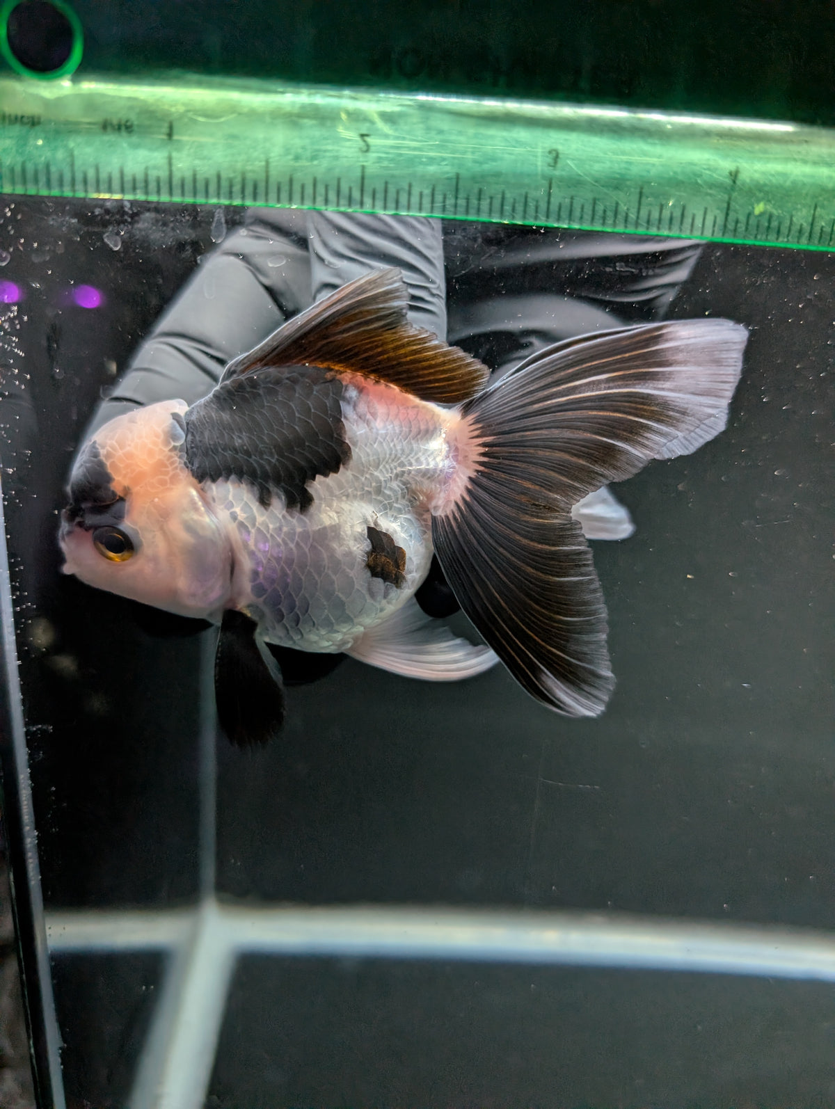 Thai Oranda Panda 4"-4.5"in.  ID#1016T1A-005