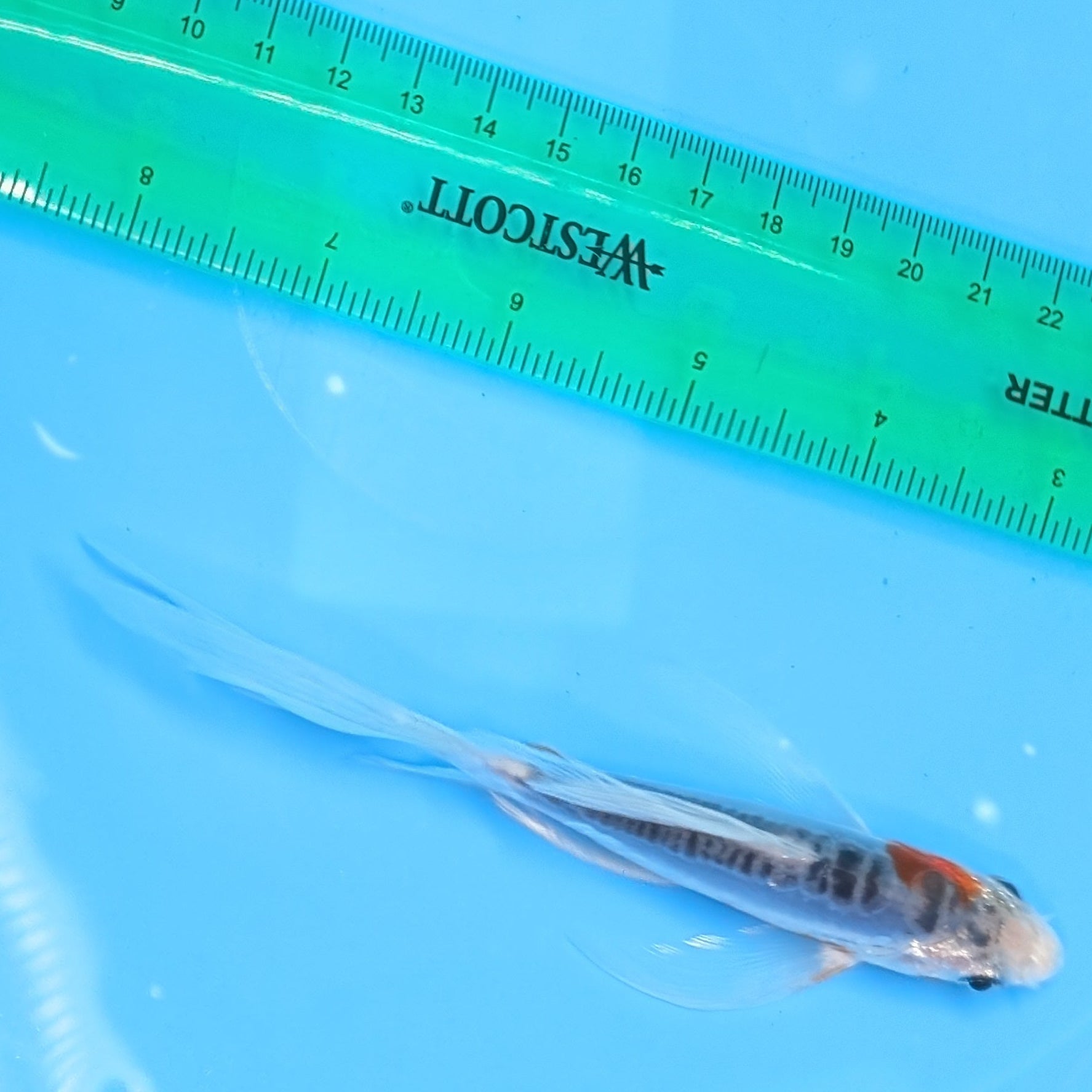 Shusui Butterfly Koi  5"-6" in. ID#727BFK-006
