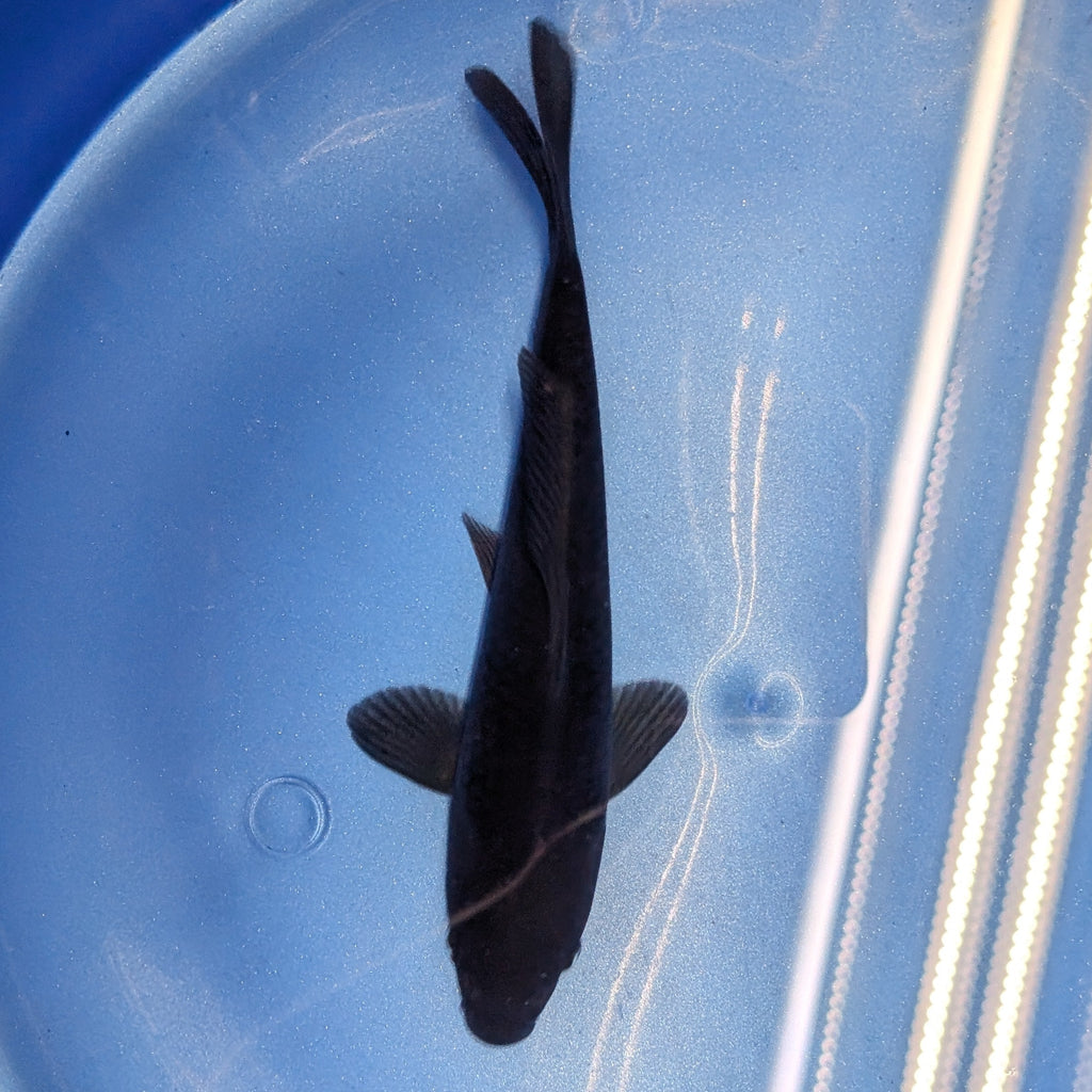 Karasu Koi  5"-6"in. ID#806BFK-021