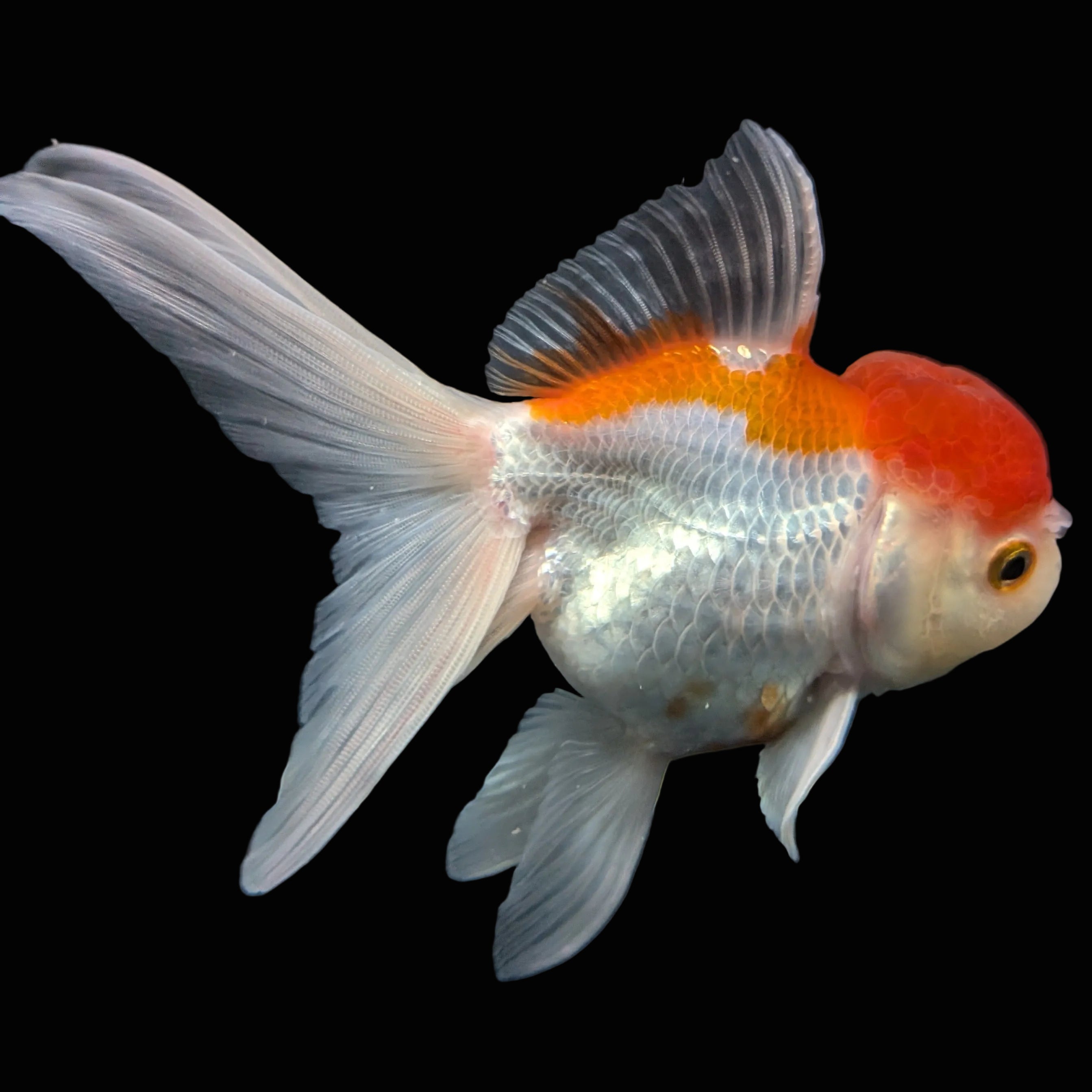 Jumbo Oranda Red White 6.5"-7"in.  ID#612T4B-012