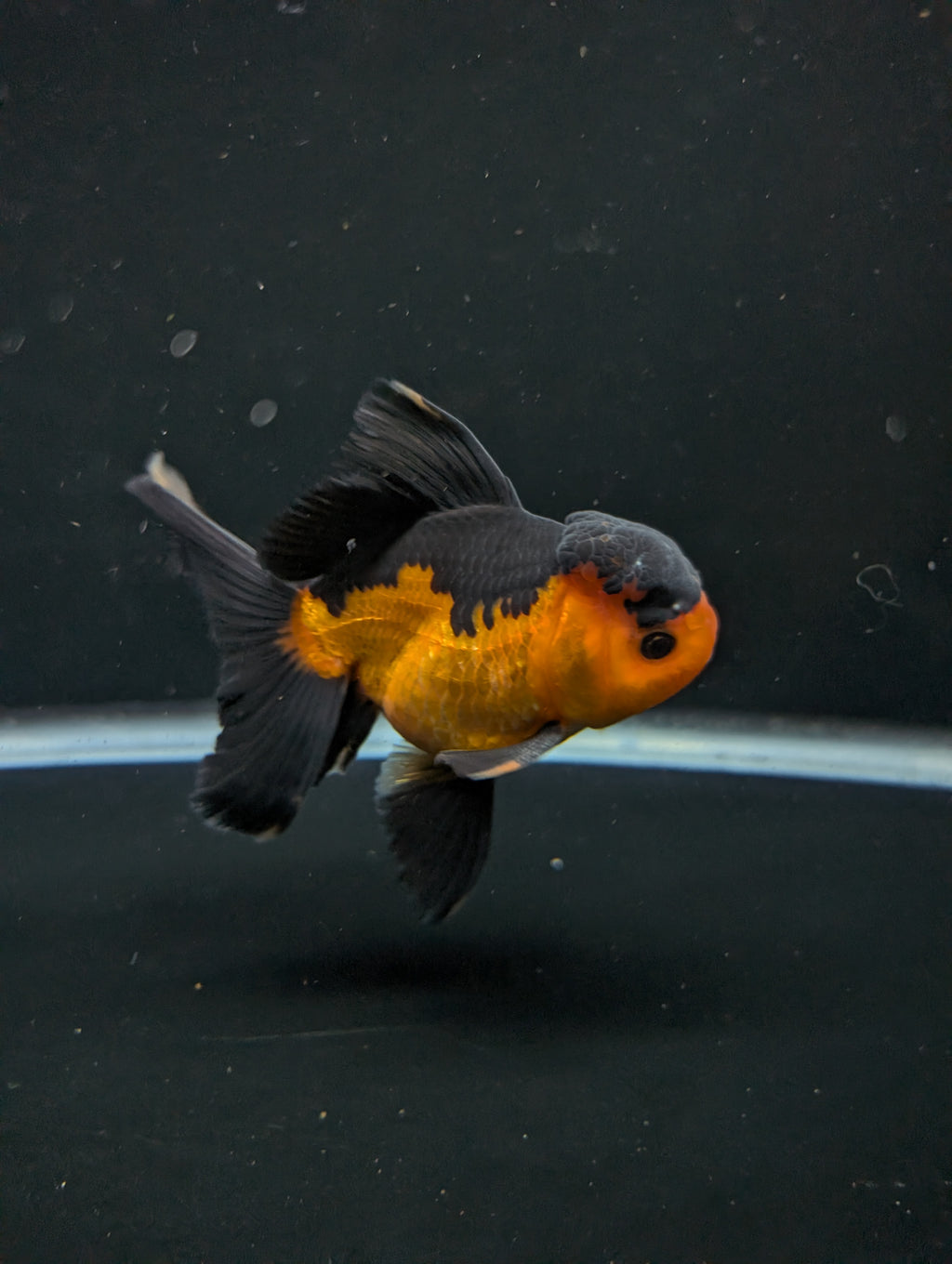 Thai Oranda Red Black 4"-4.5"in.  ID#1016T1A-004
