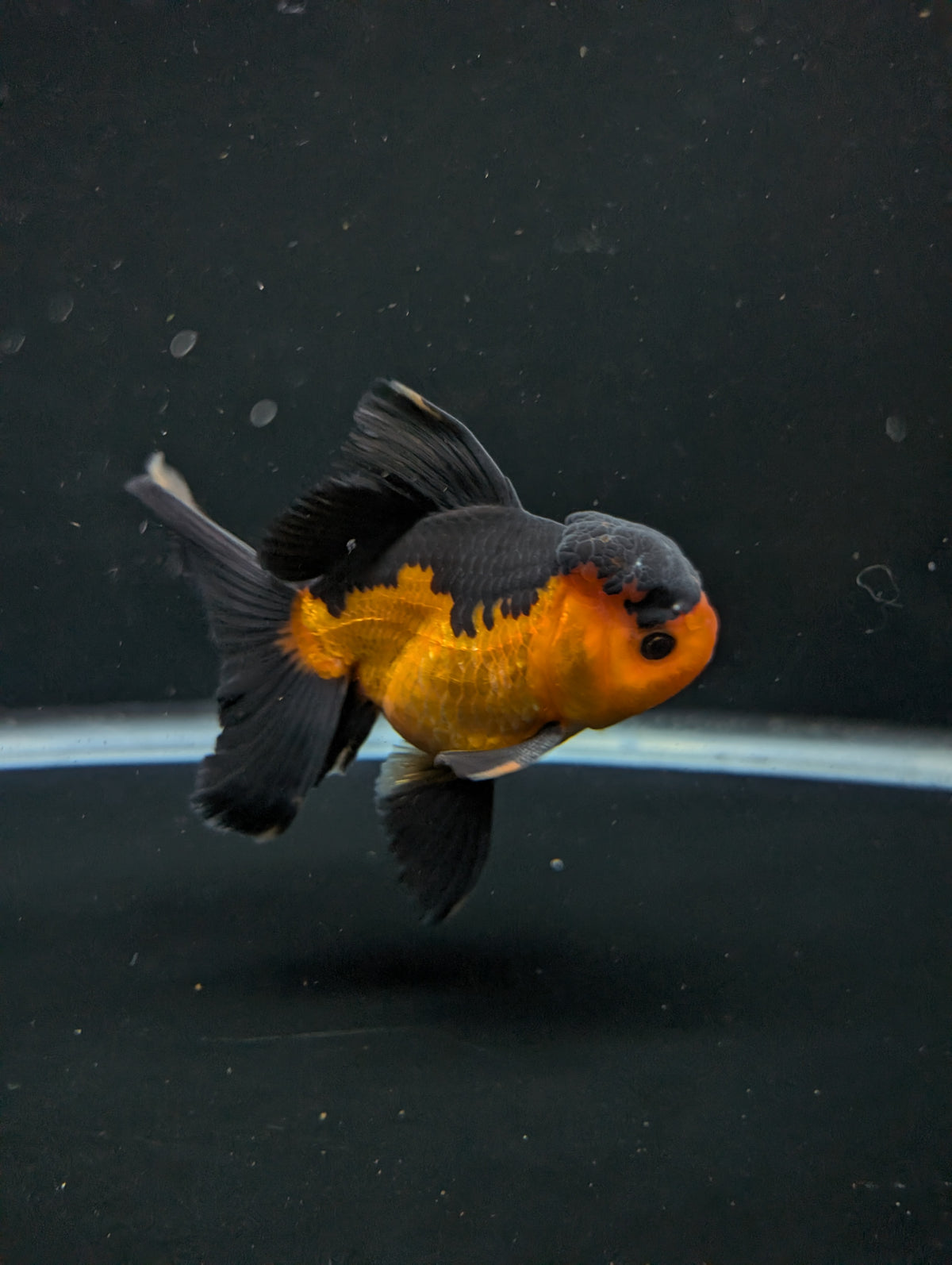 Thai Oranda Red Black 4"-4.5"in.  ID#1016T1A-004
