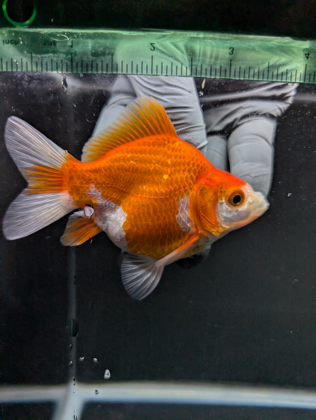 Tamasaba Red White 3"-3.5" in. ID#1009TM1B-005