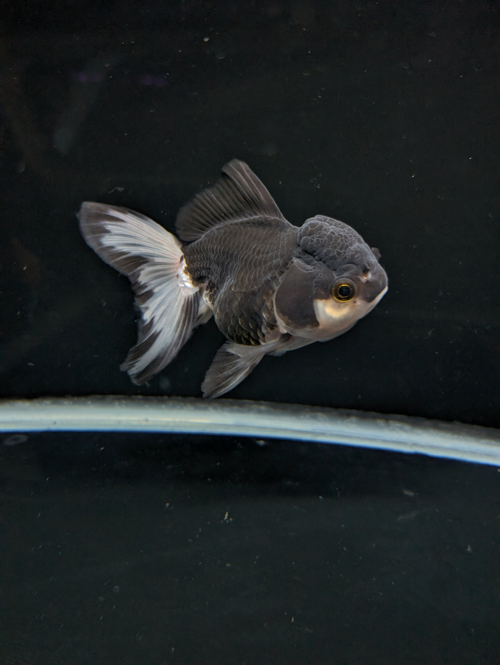 Thai Oranda Panda 4"-4.5"in.  ID#1023T1A-023