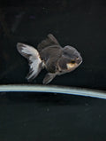 Thai Oranda Panda 4"-4.5"in.  ID#1023T1A-023