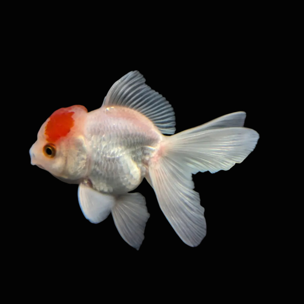 Juvenile Oranda Tricolor 3.5"-4" in.  ID#417T7A-009