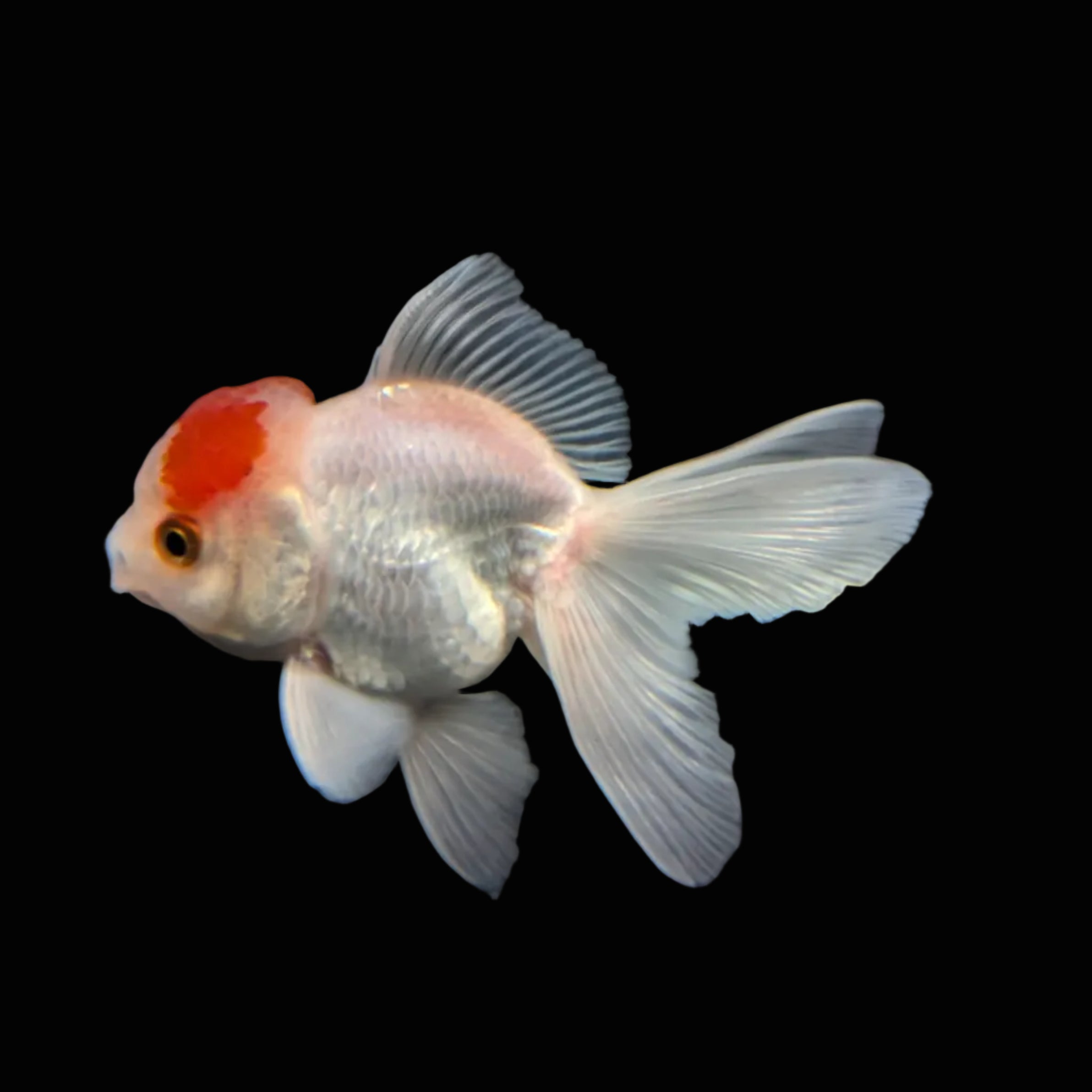 Juvenile Oranda Tricolor 3.5"-4" in.  ID#417T7A-009