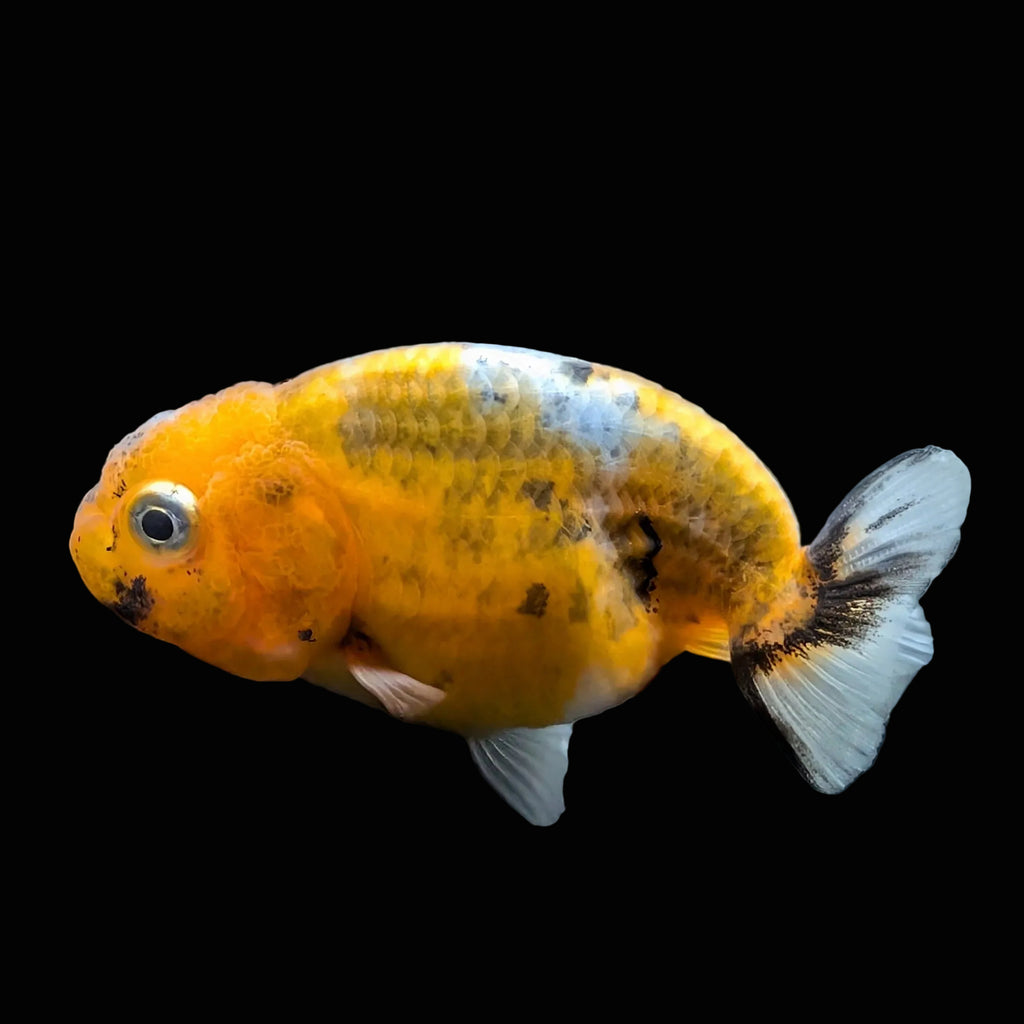 Baby Rancho Fish Baby Ranchu Calico 2
