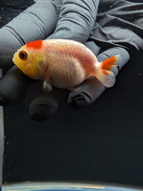 Baby Ranchu Red White 2.5"-3" in. ID#529R4A-053