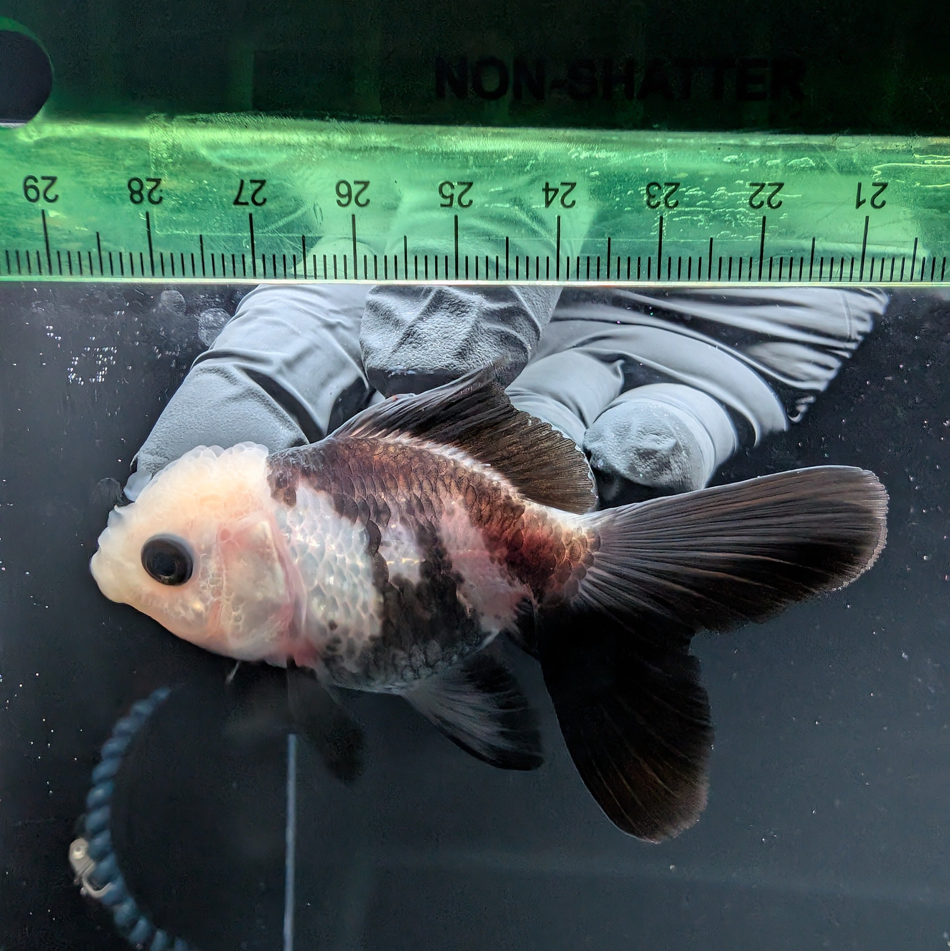 Thai Baby Oranda Panda 3"in.  ID#807T1A-001