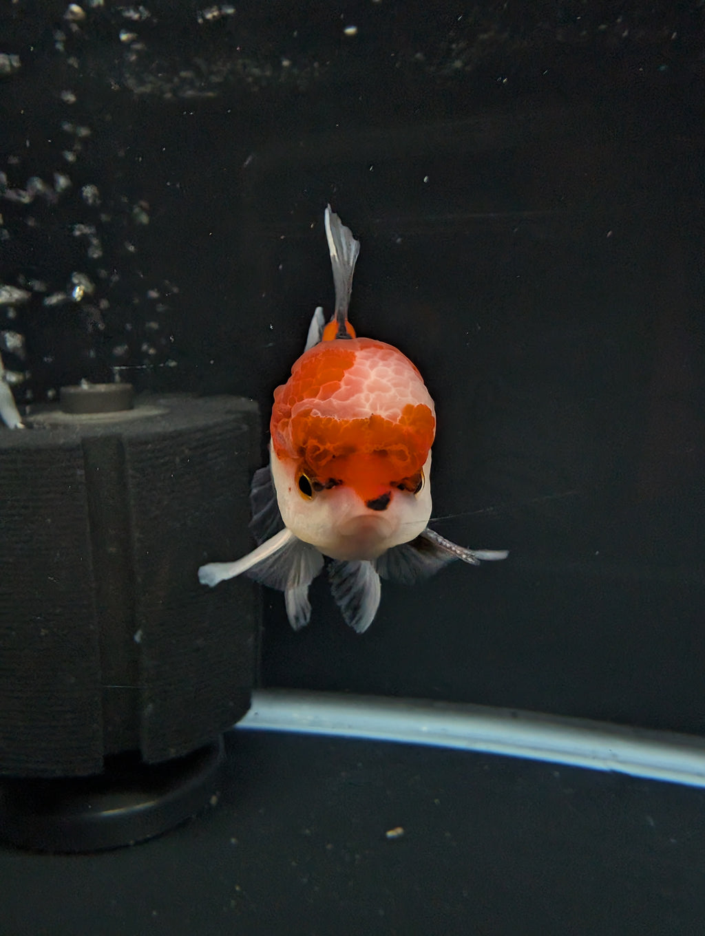 BOWSER *Boss 501 Juvenile Oranda Tricolor 3.5"-4" in.  ID#501T2A-009