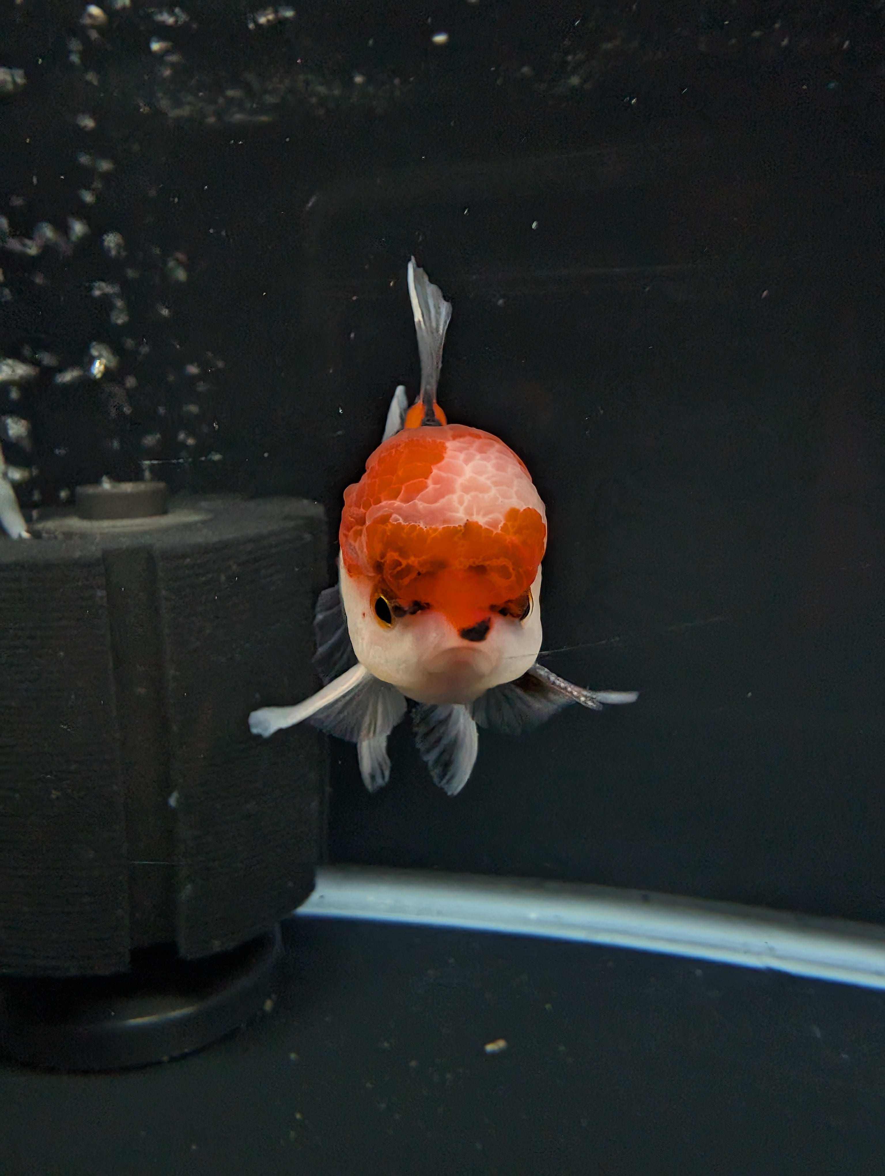 BOWSER *Boss 501 Juvenile Oranda Tricolor 3.5"-4" in.  ID#501T2A-009