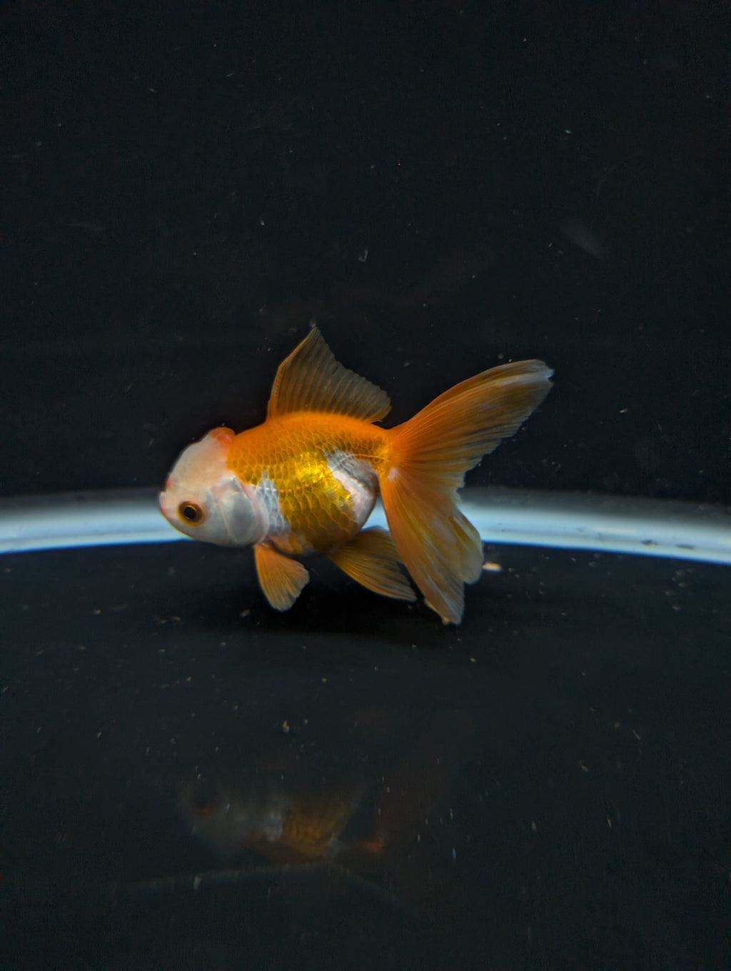 Juvenile Oranda  Red White 3"-3.5"in.  ID#619T1A-016