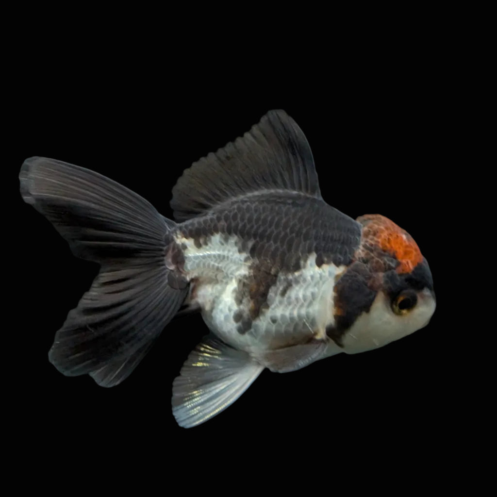 Juvenile Oranda Tricolor 3.5"-4" in.  ID#424T1A-004
