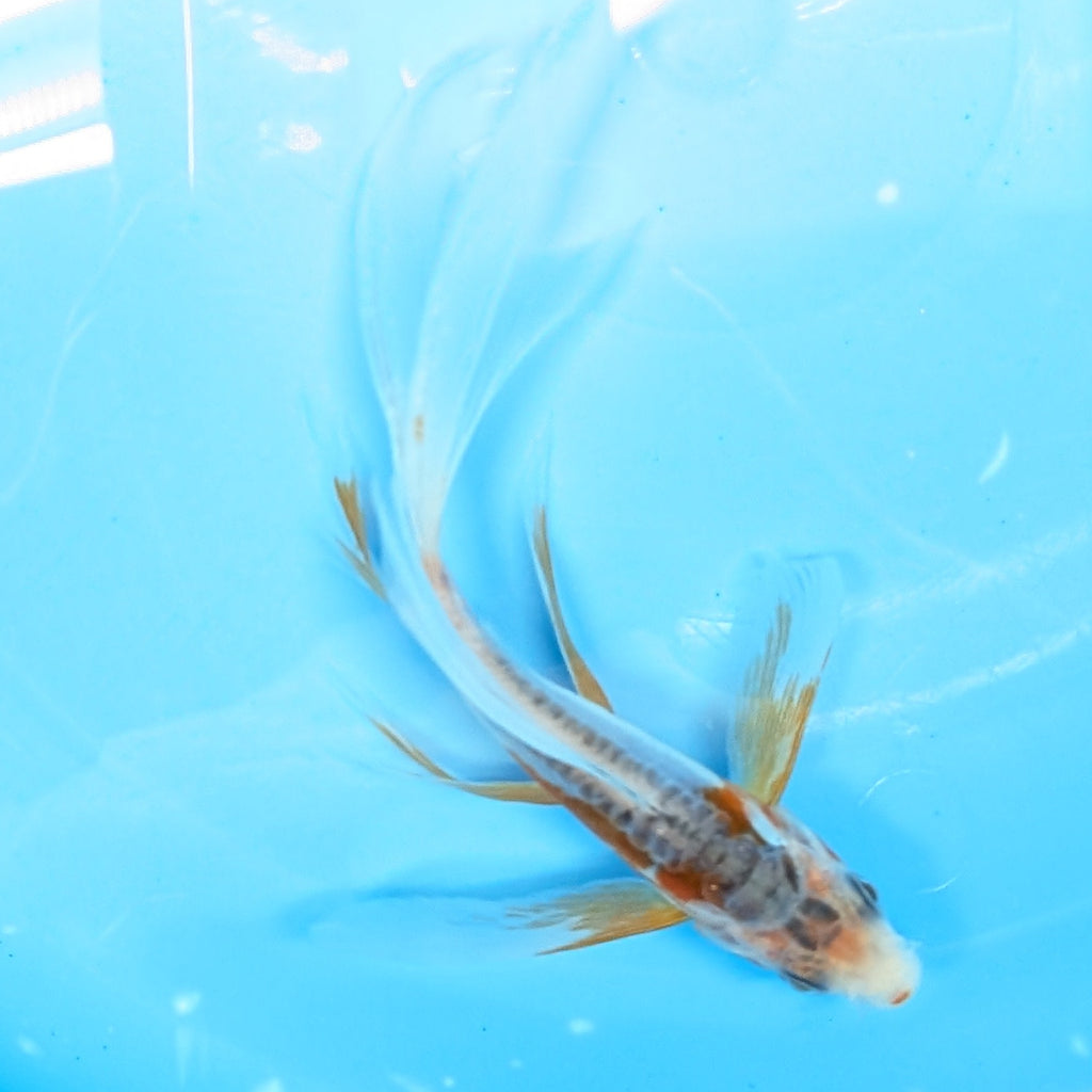 Shusui Butterfly Koi  5"-6" in. ID#727BFK-004