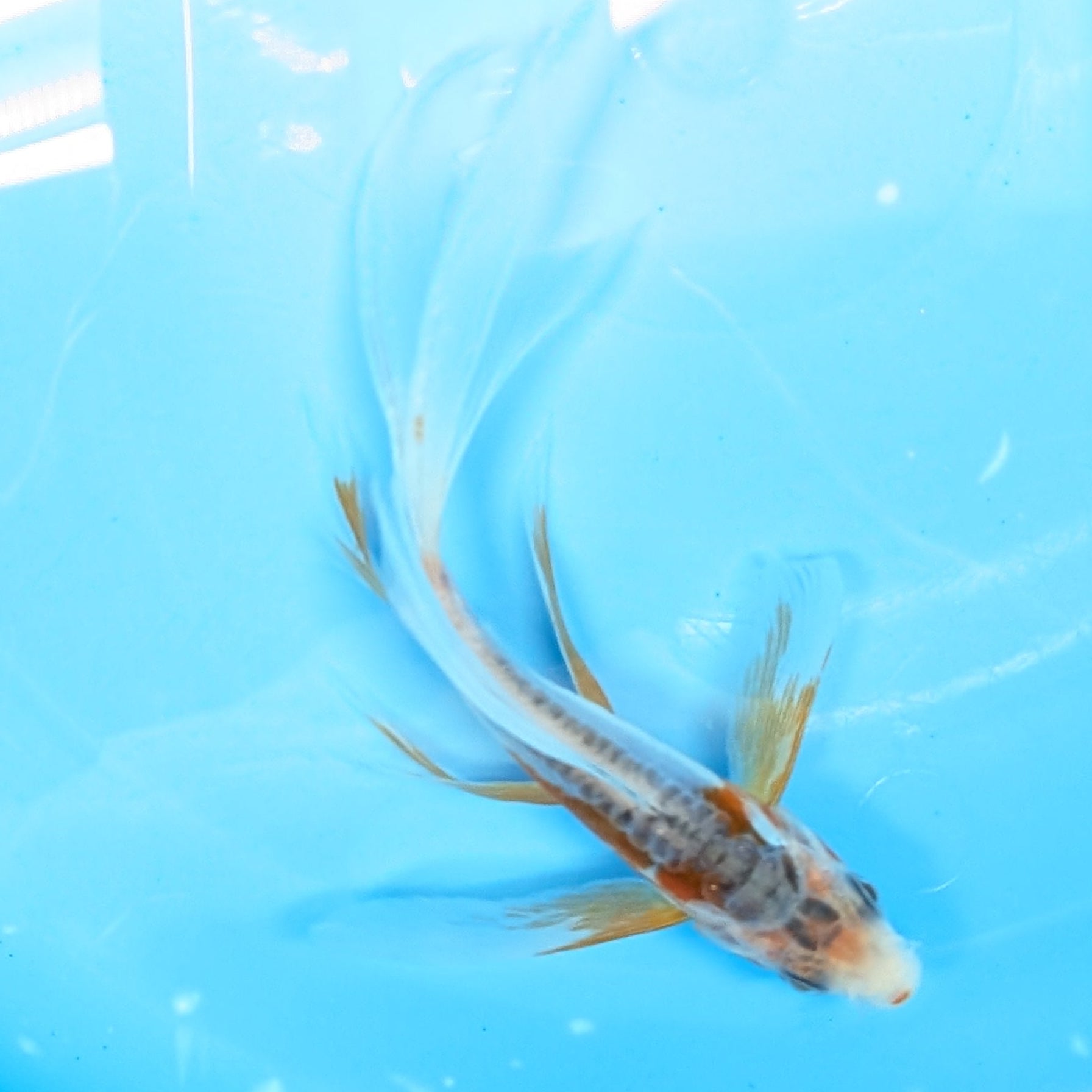 Shusui Butterfly Koi  5"-6" in. ID#727BFK-004