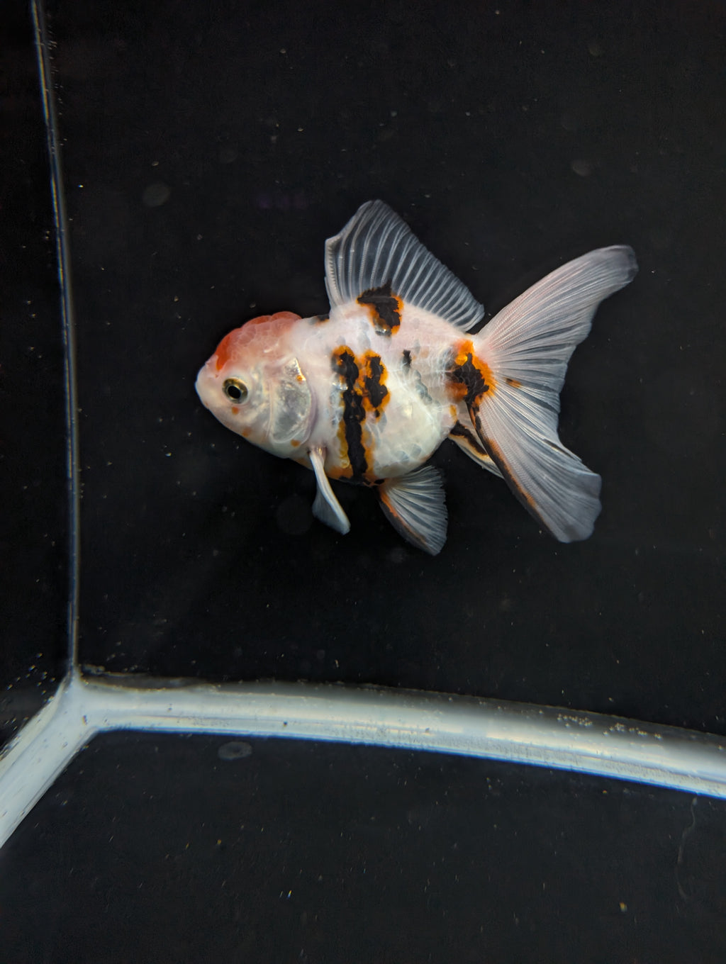 Thai Oranda White Tiger Calico 4"-4.5"in.  ID#1016T1A-002