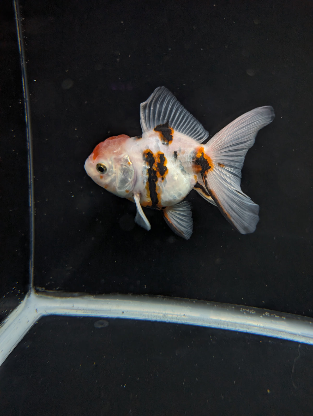 Thai Oranda White Tiger Calico 4"-4.5"in.  ID#1016T1A-002