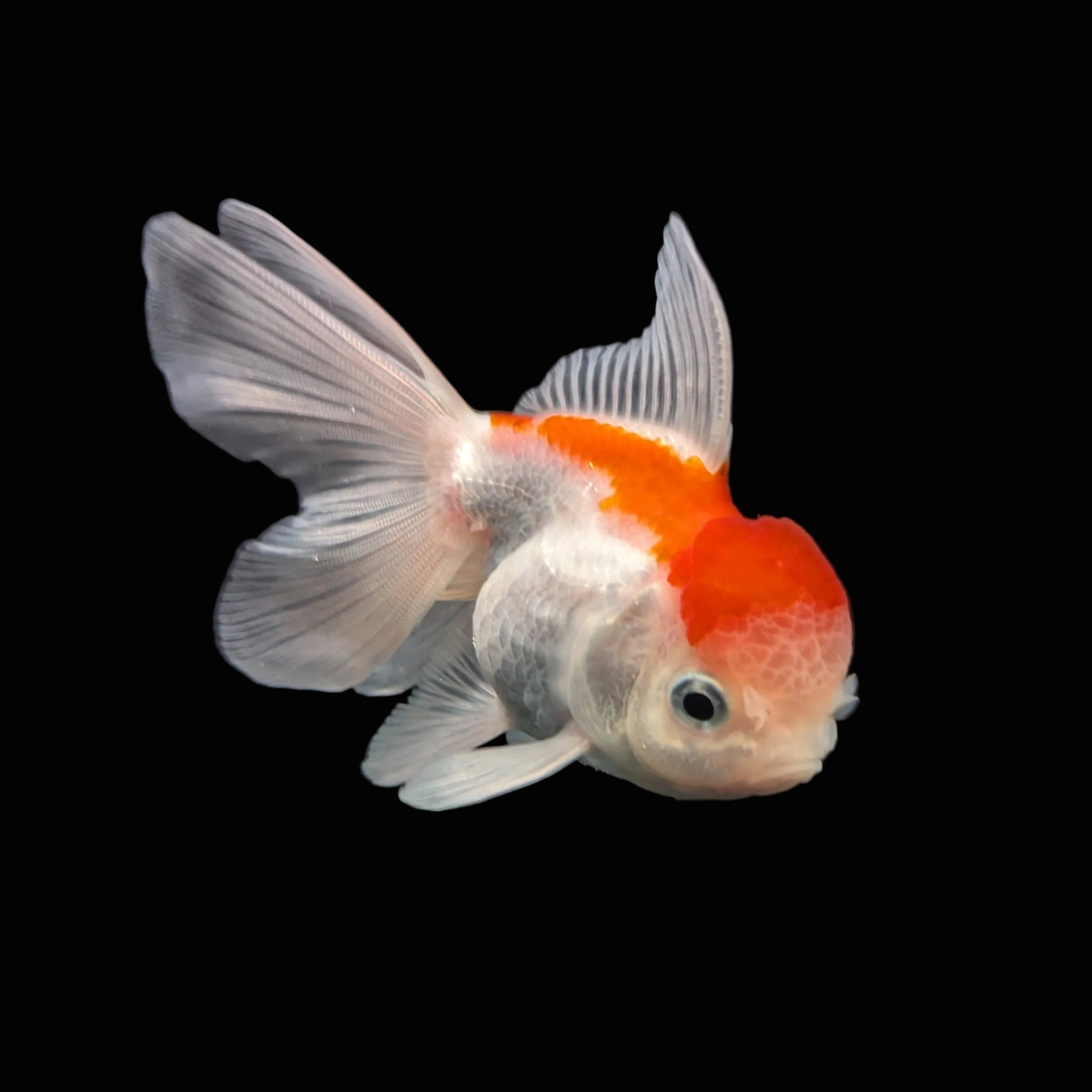 Juvenile Oranda Tricolor 3.5"-4" in.  ID#417T7A-001