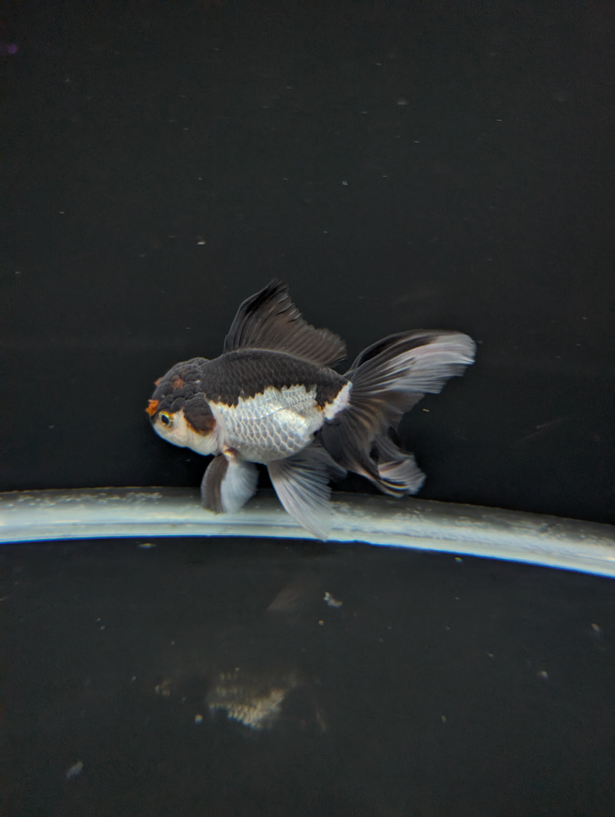 Thai Oranda Panda Tricolor 4"-4.5"in.  ID#1023T1A-026