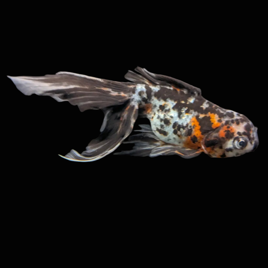 Calico Oranda 5"in. ID#821LB2A-61 Please See Notes.