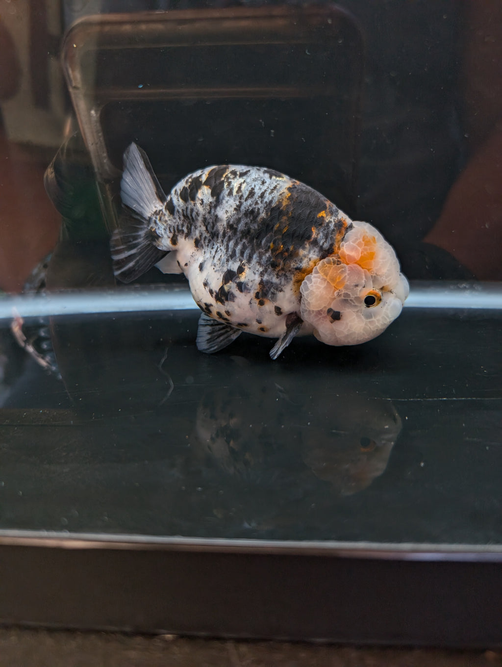 Jumbo Ranchu Kirin Calico 4.5"-5" in. ID#814R8A-024