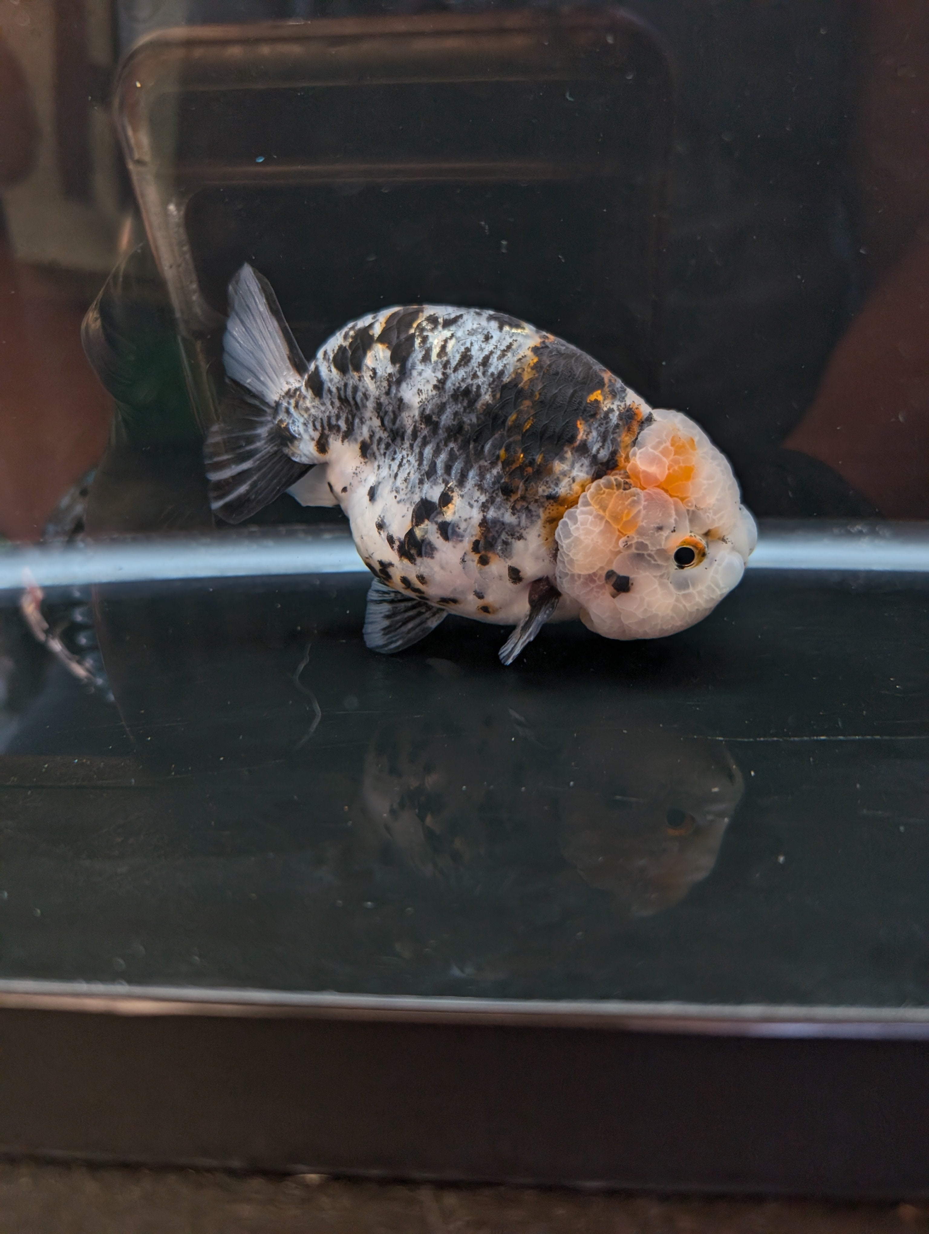 Jumbo Ranchu Kirin Calico 4.5"-5" in. ID#814R8A-024