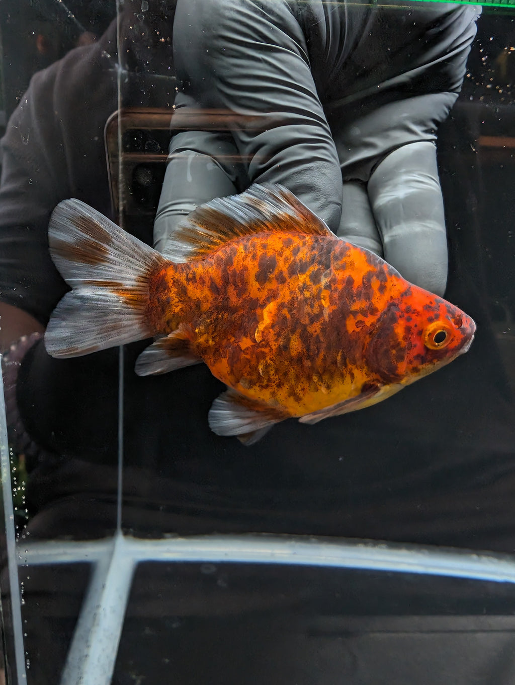 Tamasaba Calico 4" in. ID#1023TM1B-021