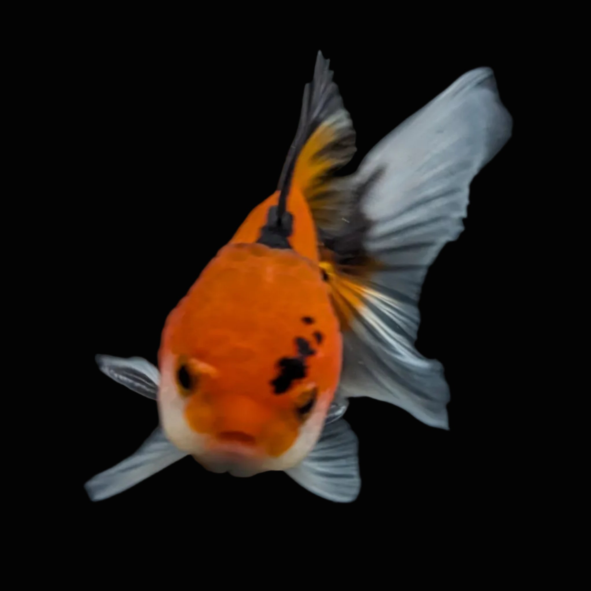 Juvenile Oranda Tricolor 3.5"-4" in.  ID#424T1A-003