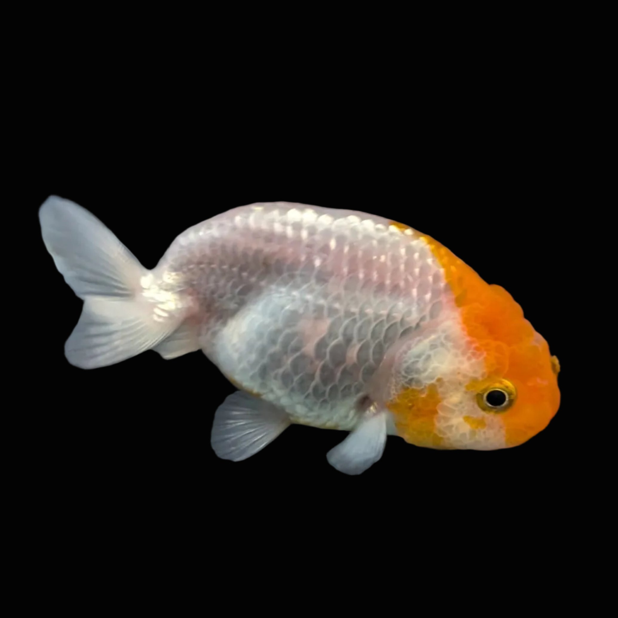 Ranchu Red White 3"-3.5" in. ID#417R13A-007