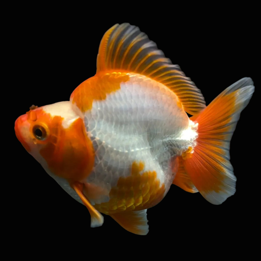 Jumbo Ryukin Short Tail Red White 4.5" in. ID#828STR5B-003