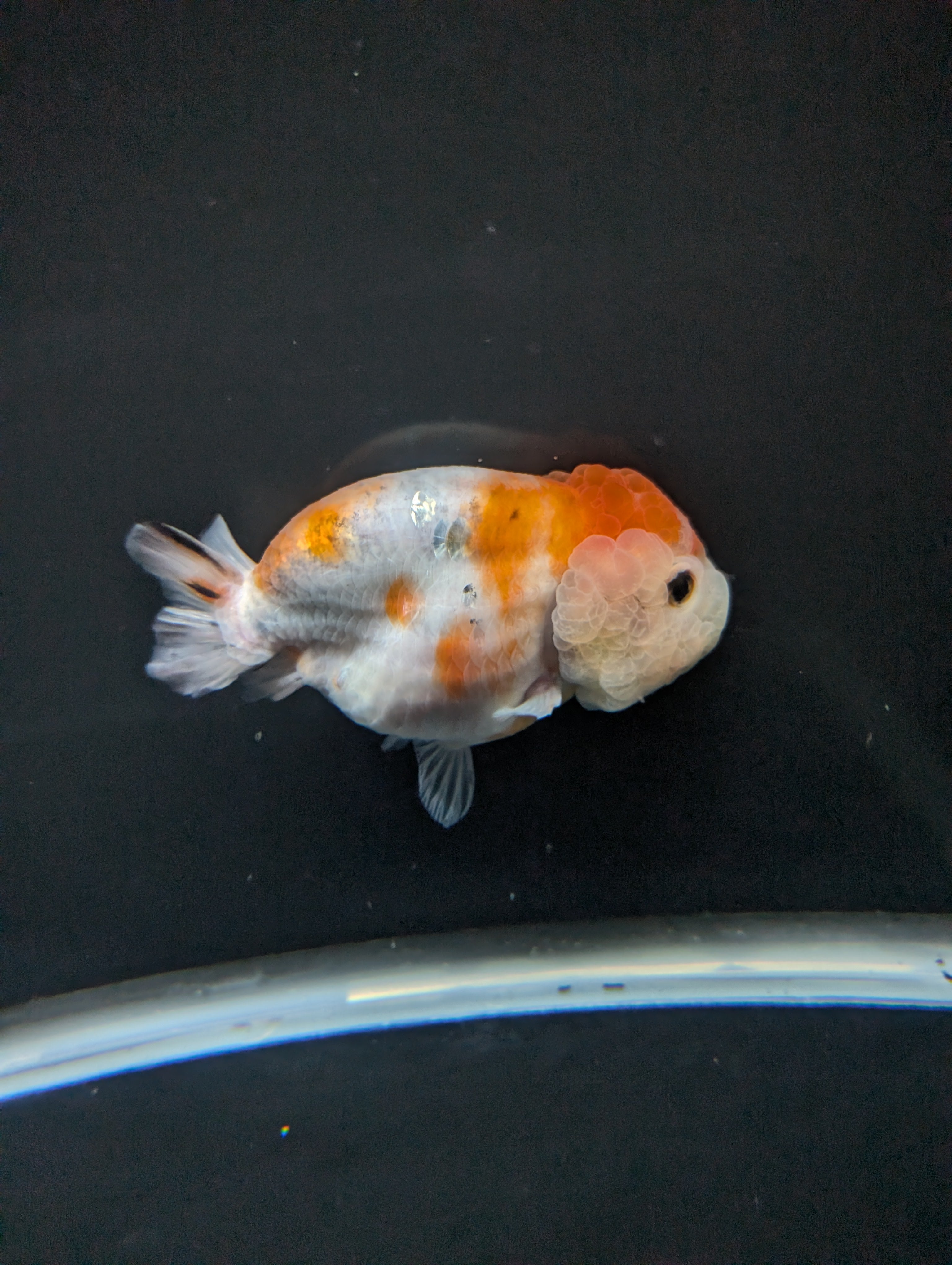 Jumbo Ranchu Sakura 4.5"-5" in. ID#828R8A-054