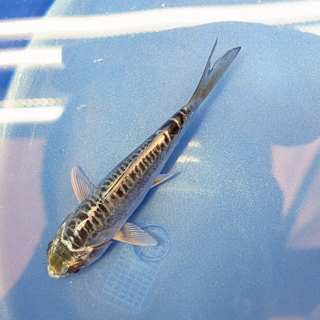Doitsu Kikokuryu Koi  4"in. ID#806BFK-012
