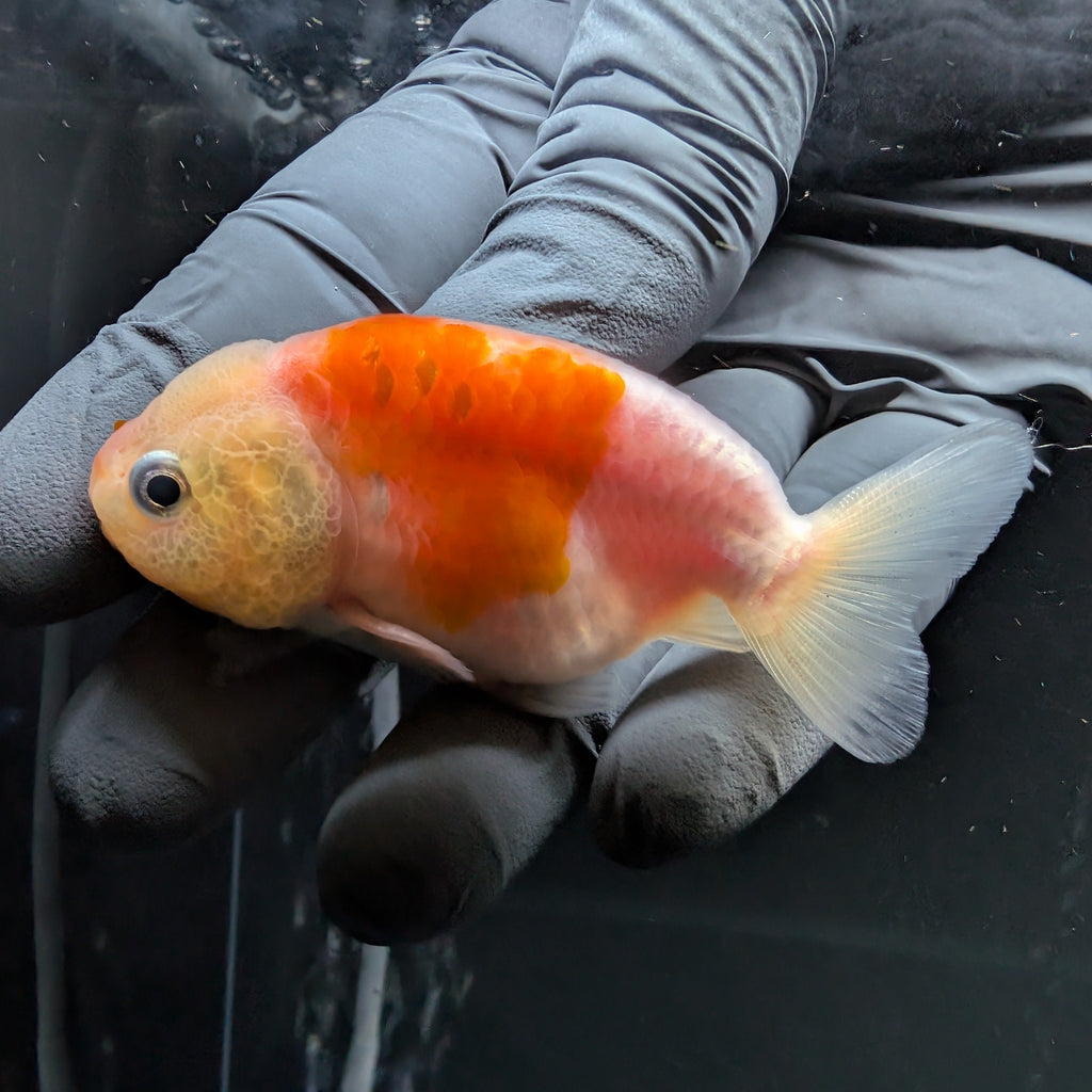 Ranchu Sakura 3"-3.5" in. ID#522R4A-007