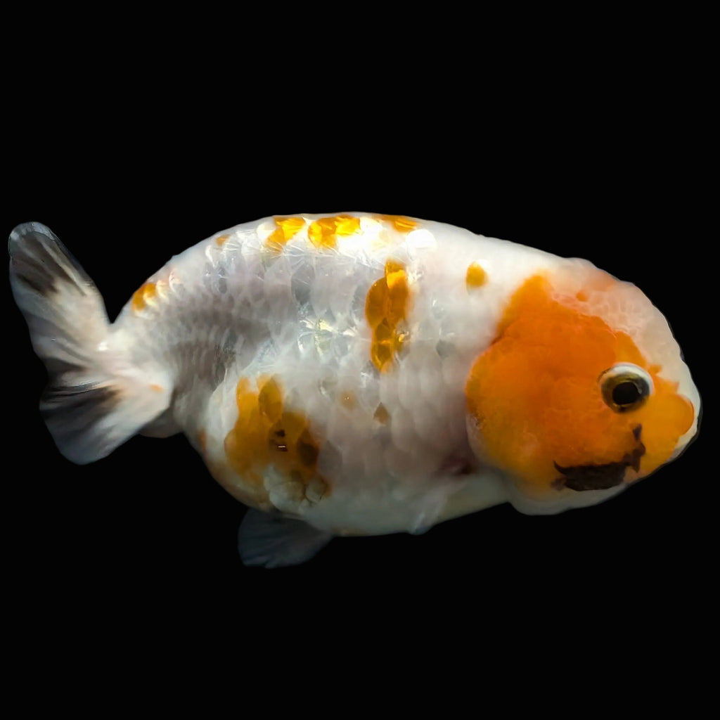 Jumbo Ranchu Sakura Calico 4.5"-5" in. ID#828R8A-052
